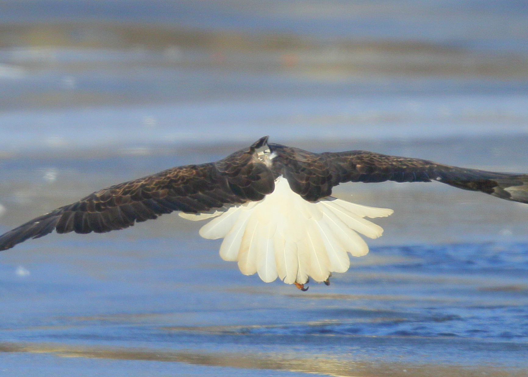 Bald Eagle, adult with transmitter and antenna