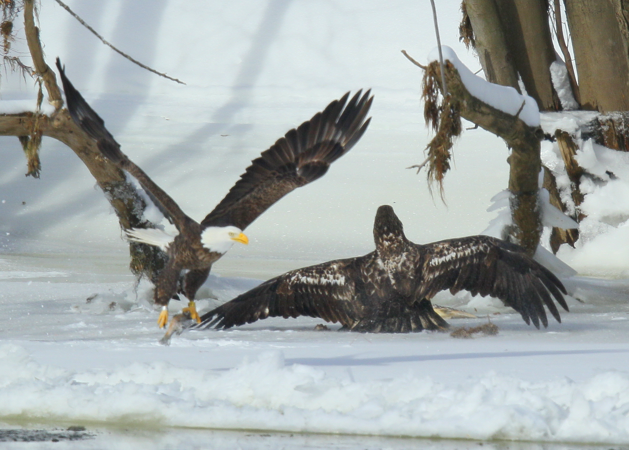 Bald Eagles: adult joins subadults in food fight!