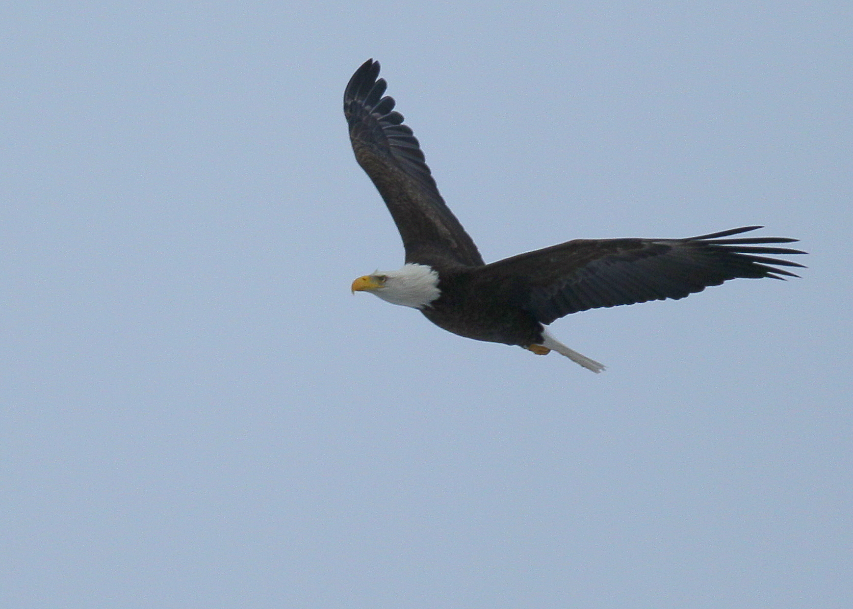 Bald Eagle, adult 