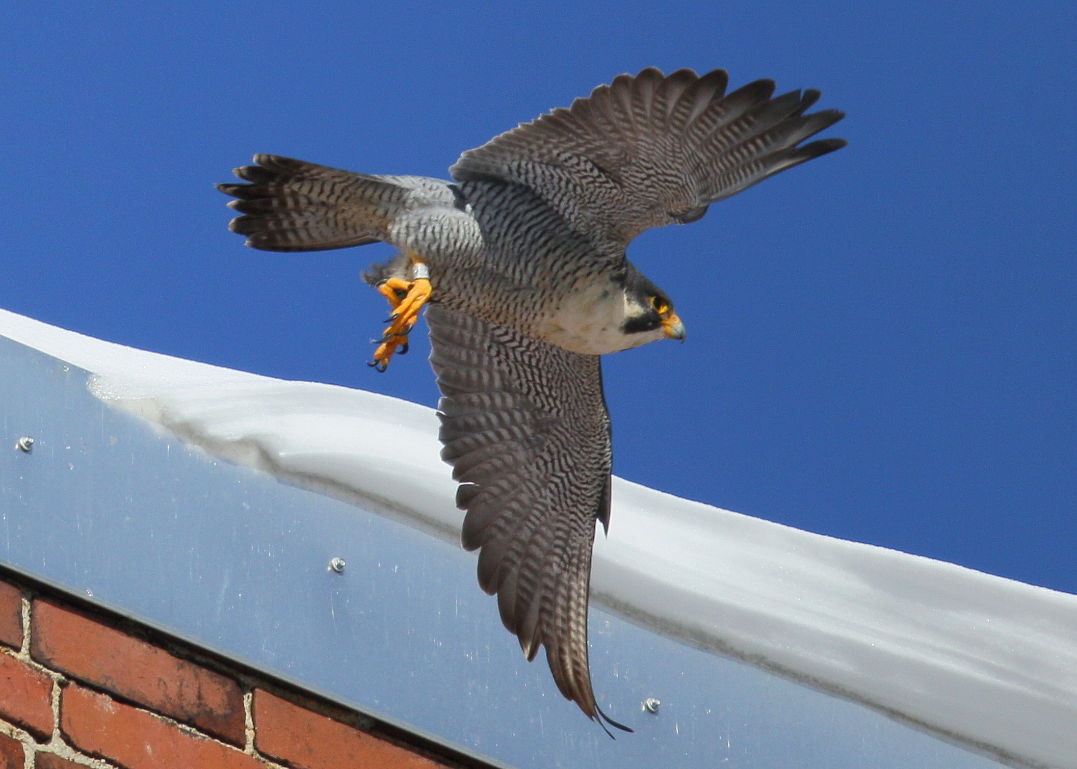 Peregrine Falcon, male heading off