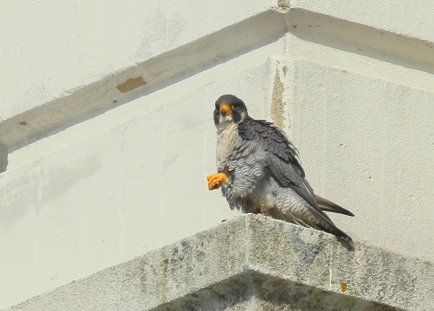 Peregrine Falcon, male: leg band 6/4 