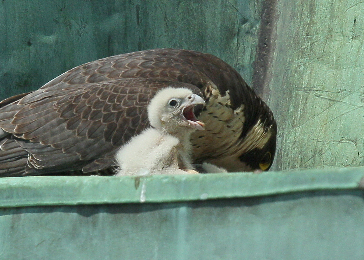 Peregrine Falcon, female with hatchlings