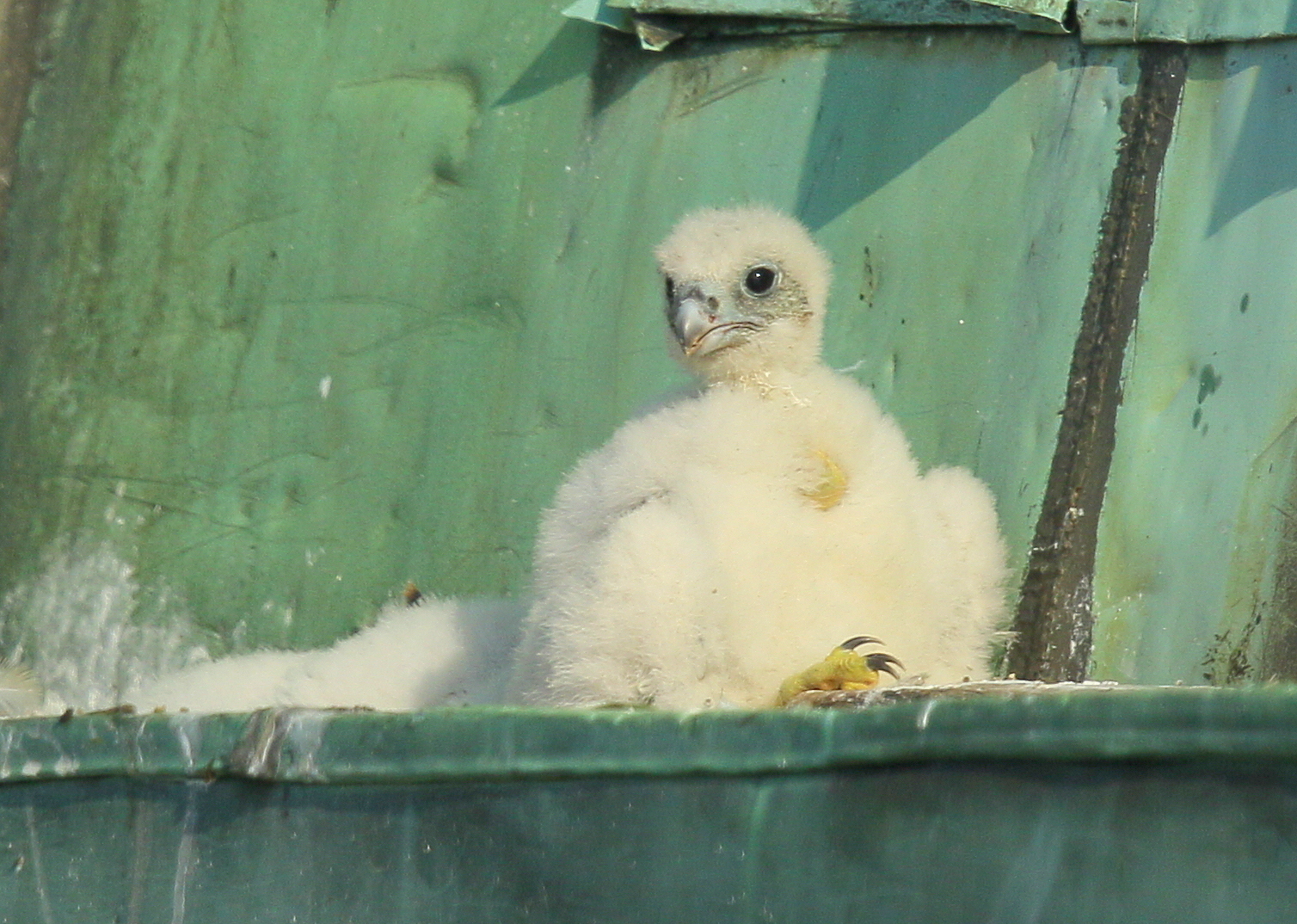 Peregrine Falcon chick raises talon