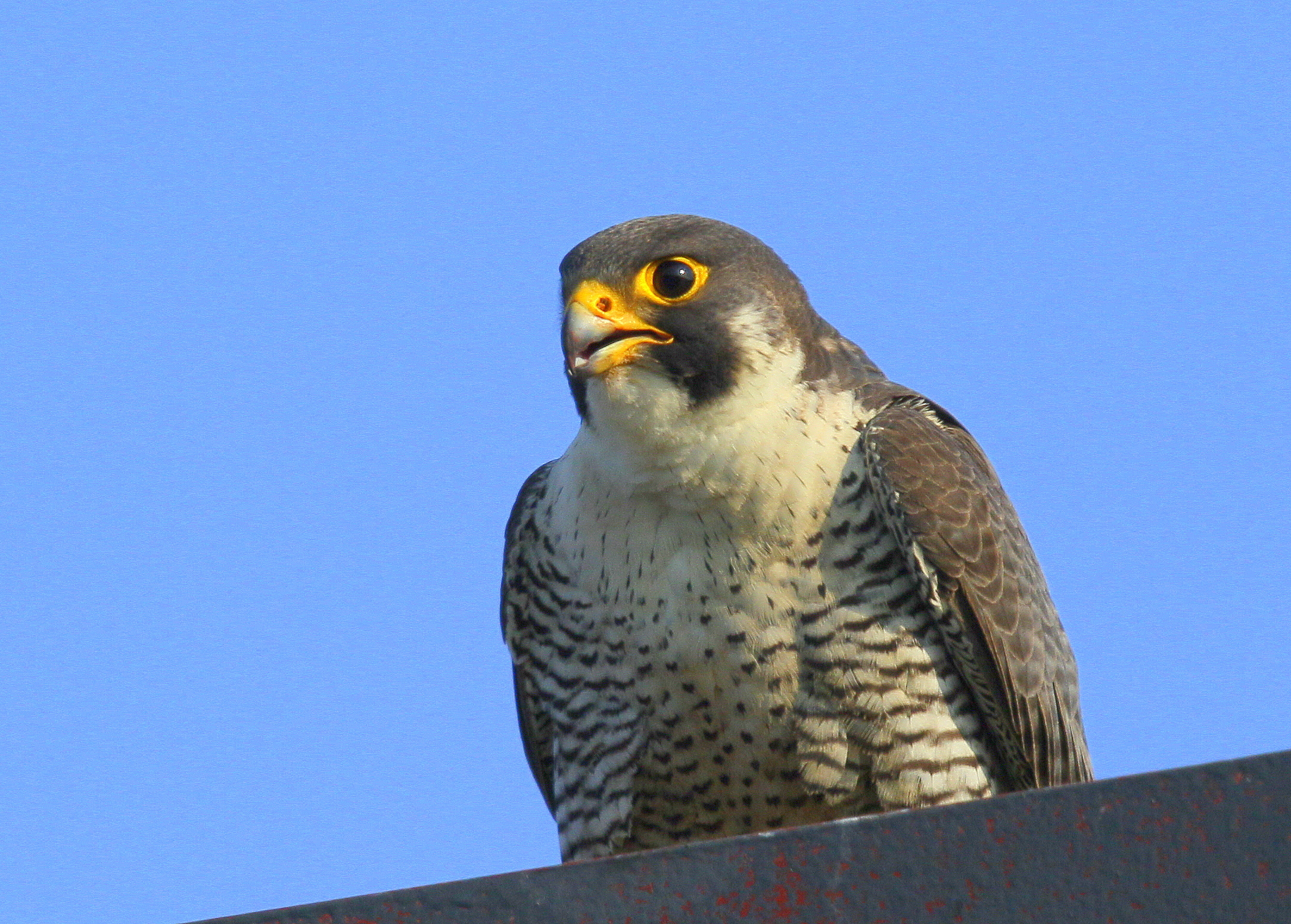 Peregrine Falcon, male on lookout