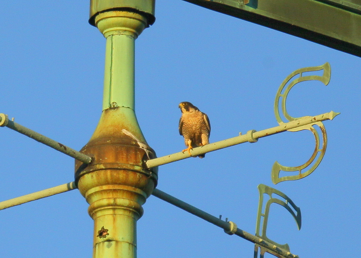 Pergrine Falcon