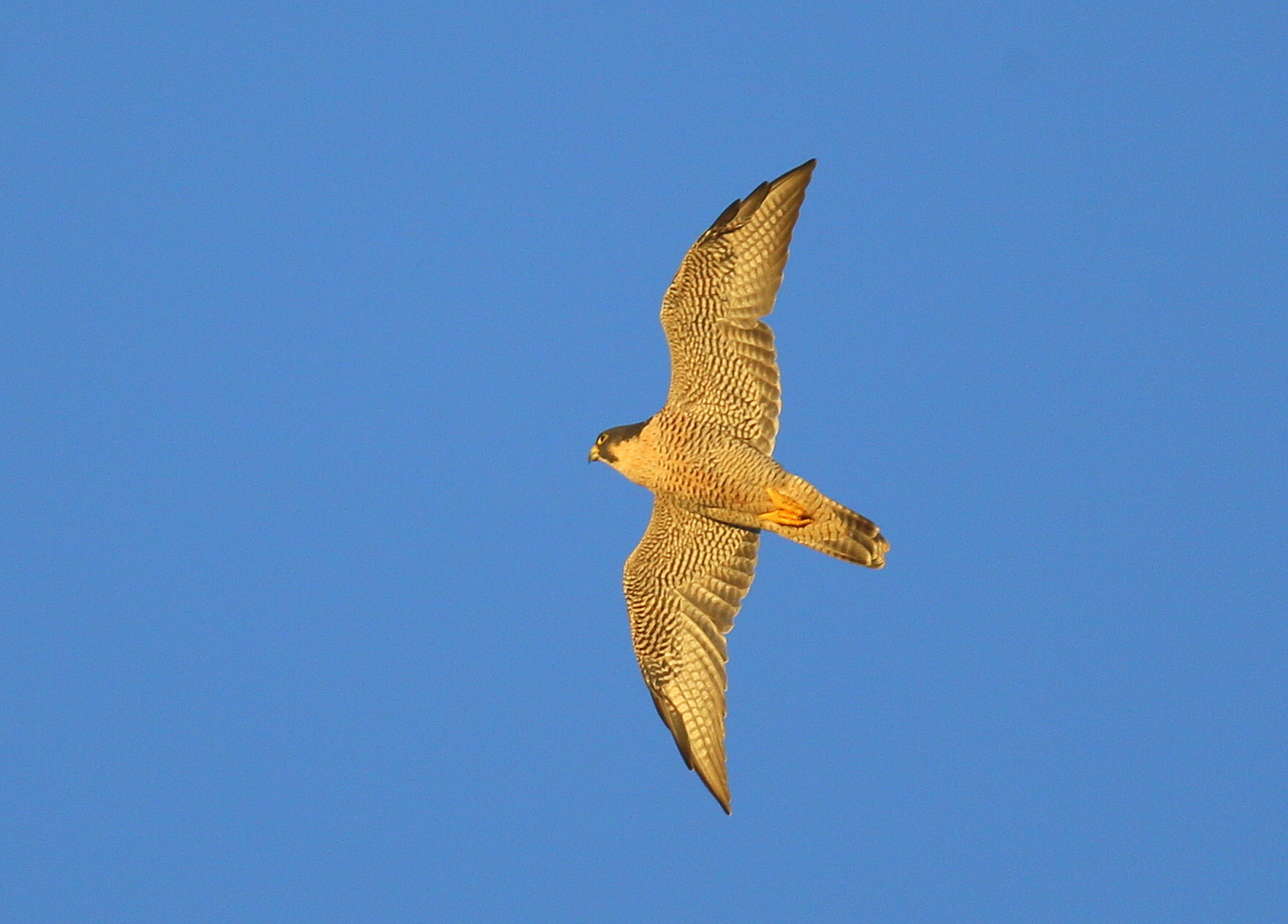 Pergrine Falcon