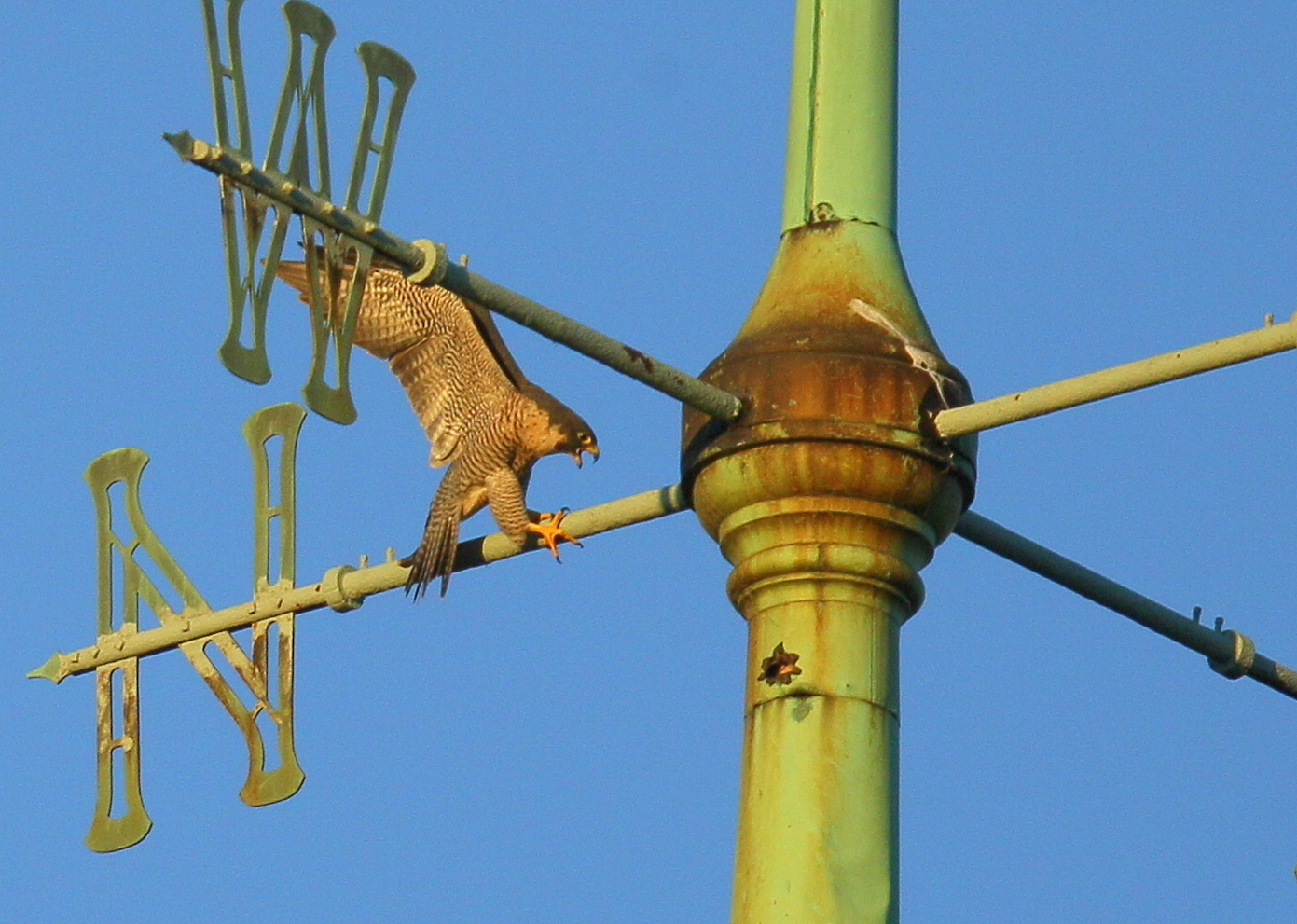Pergrine Falcon