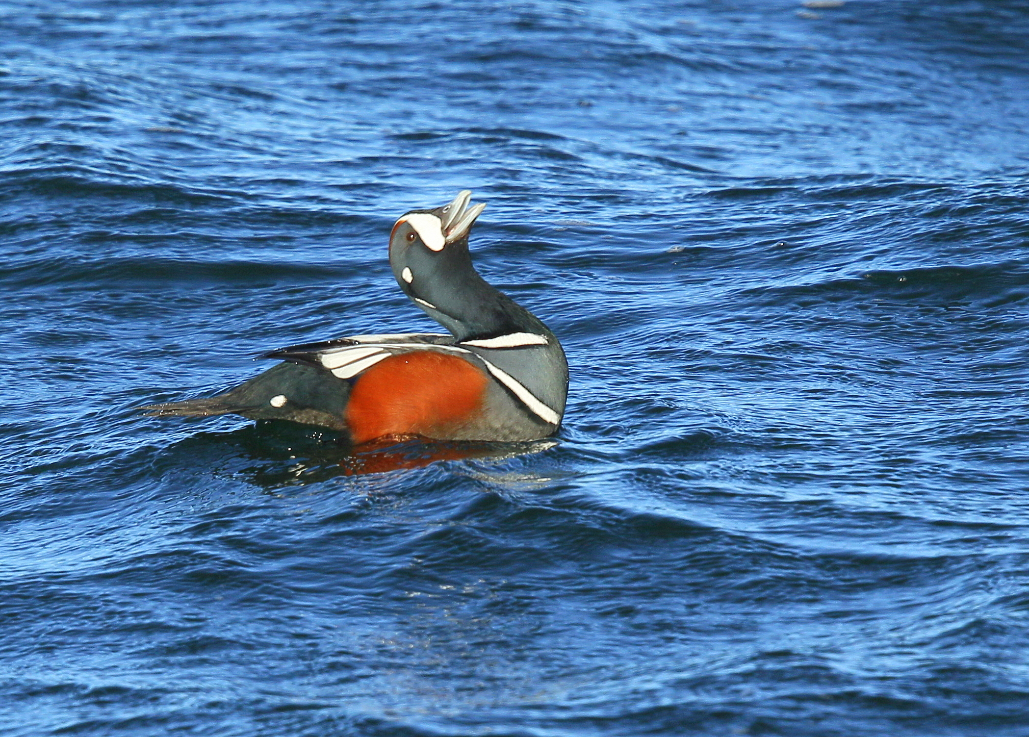Harlequin Duck, adult male