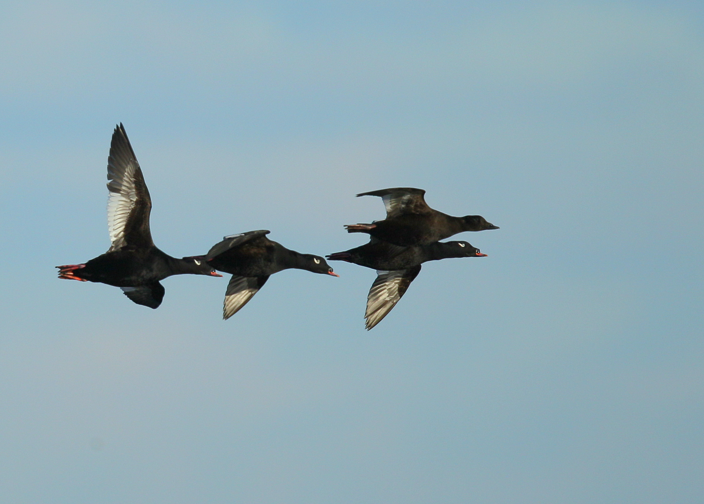 White-winged Scoters