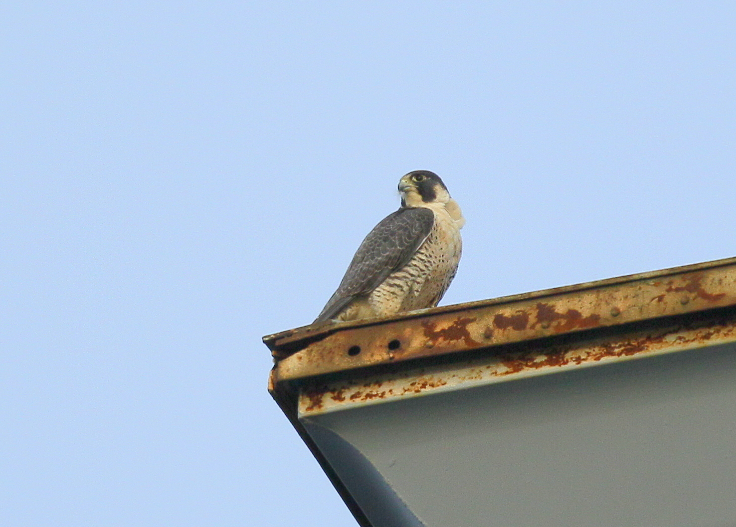 Peregrine Falcon, female (leg bands 79/BA)