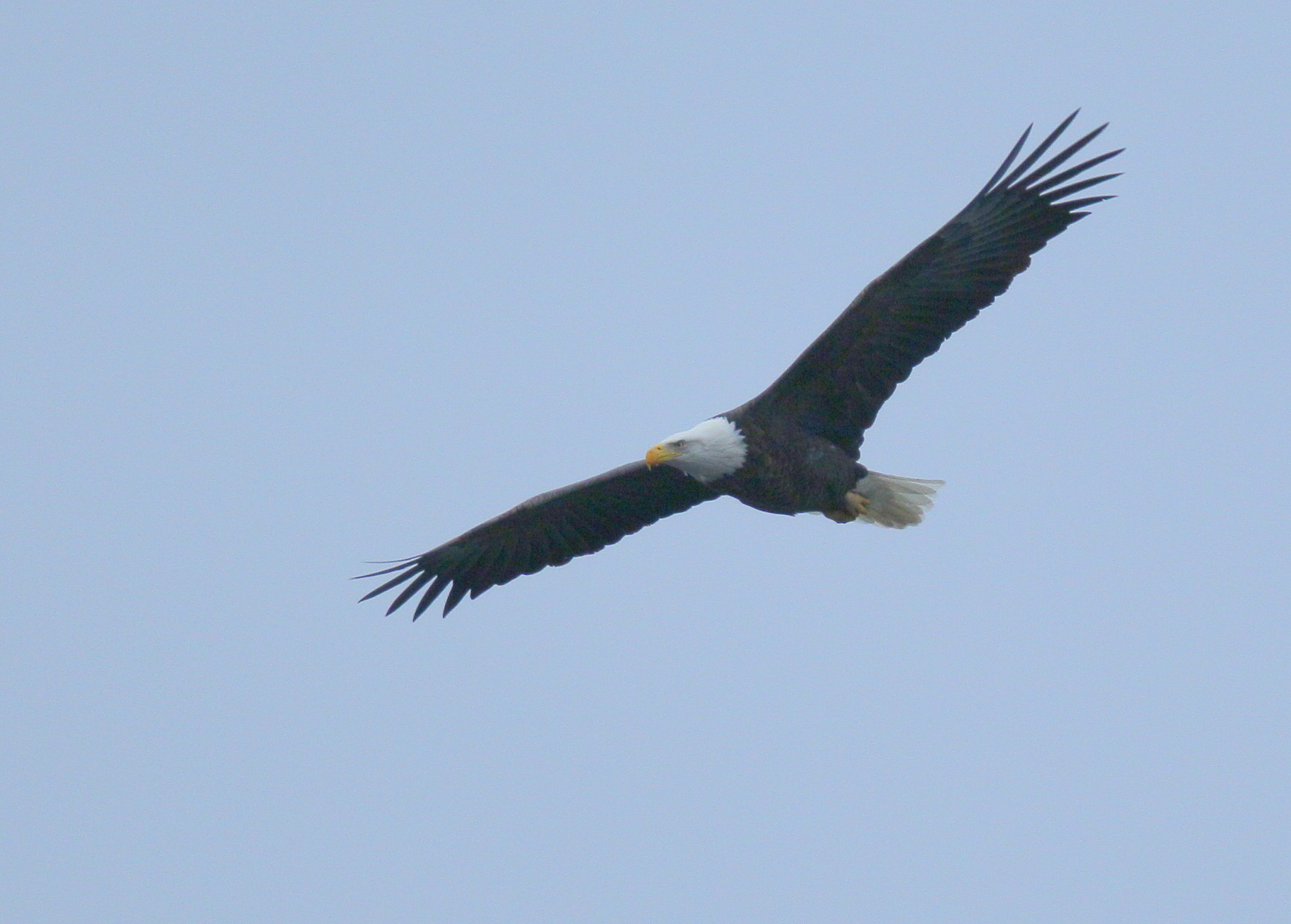 Bald Eagle adult