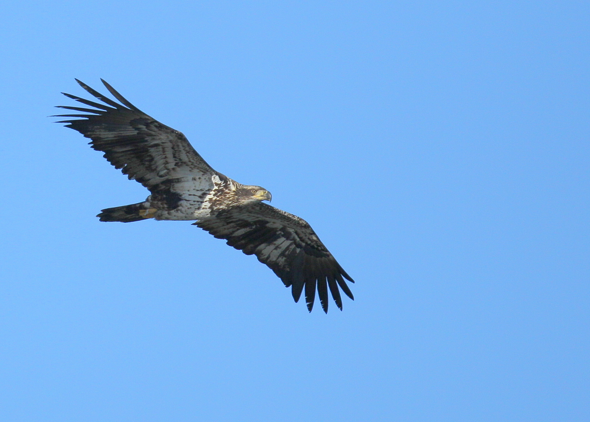 Bald Eagle, second year