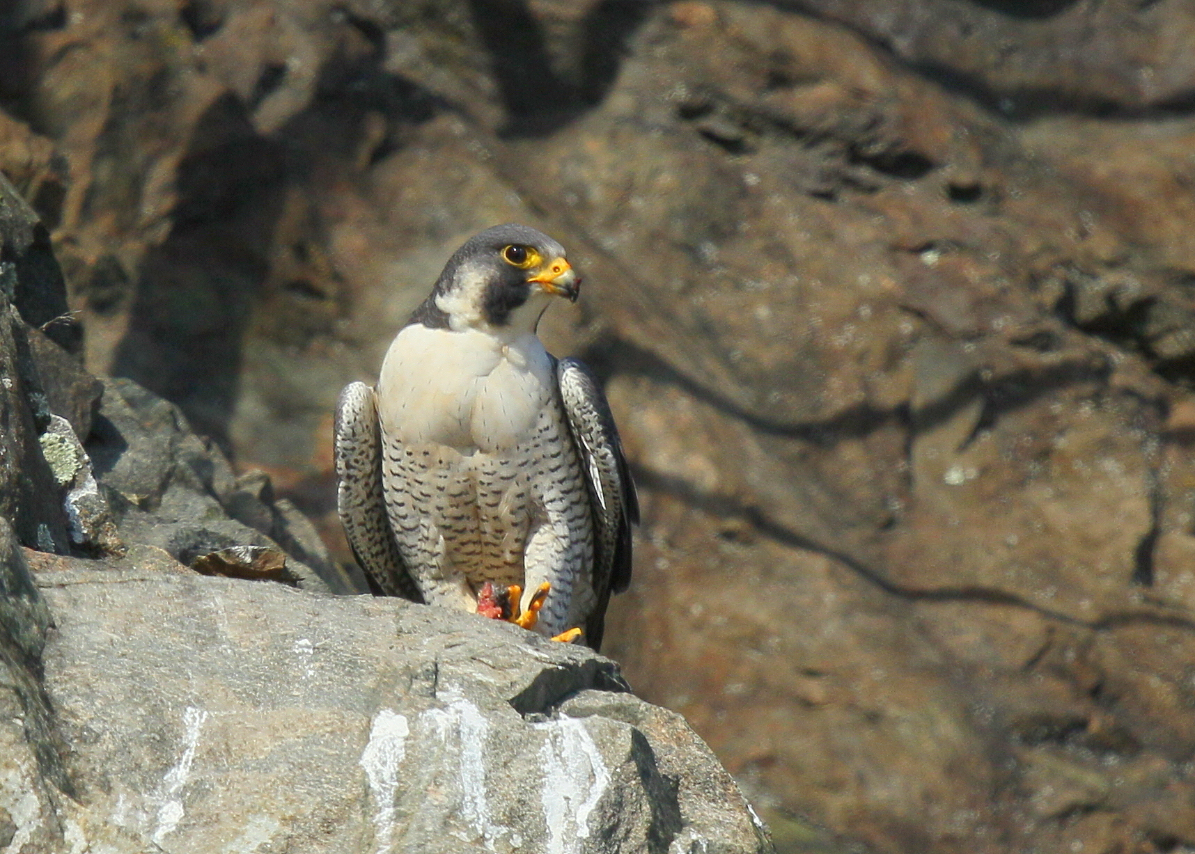 Peregrine Falcon, male (unbanded)