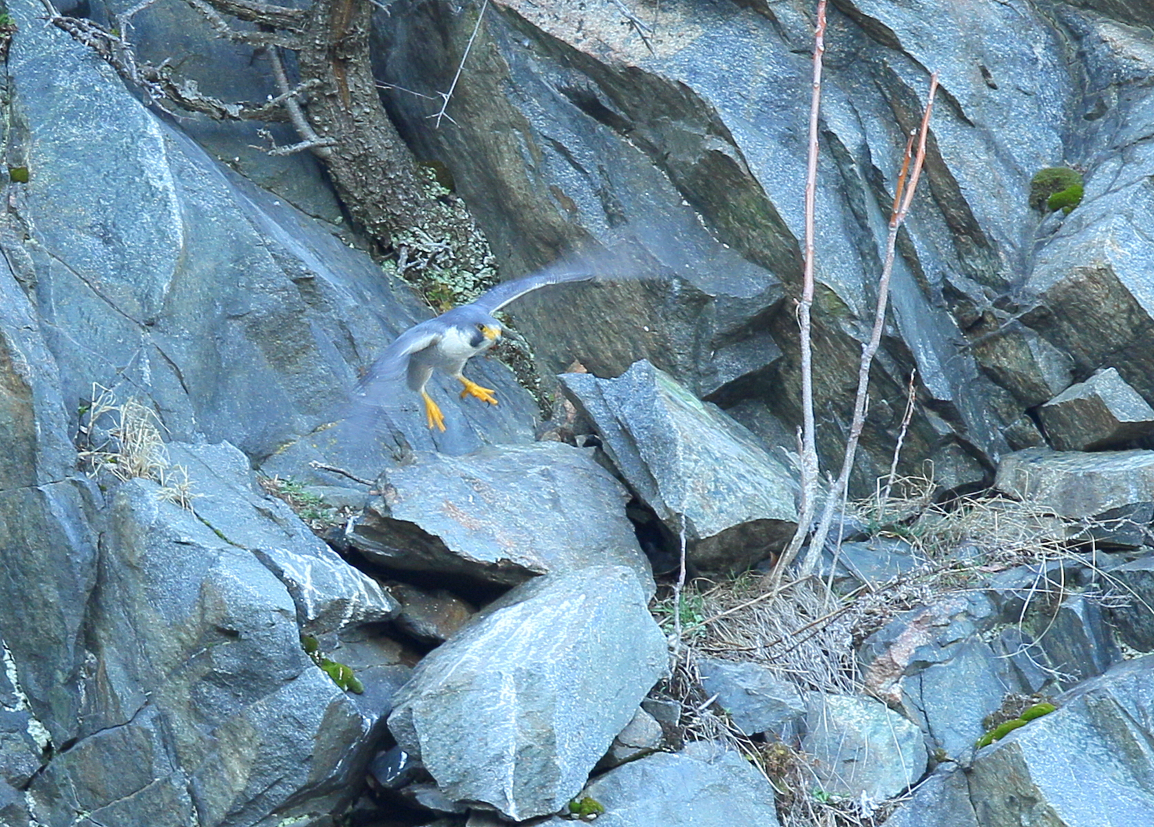 Peregrine Falcon, adult male outbound