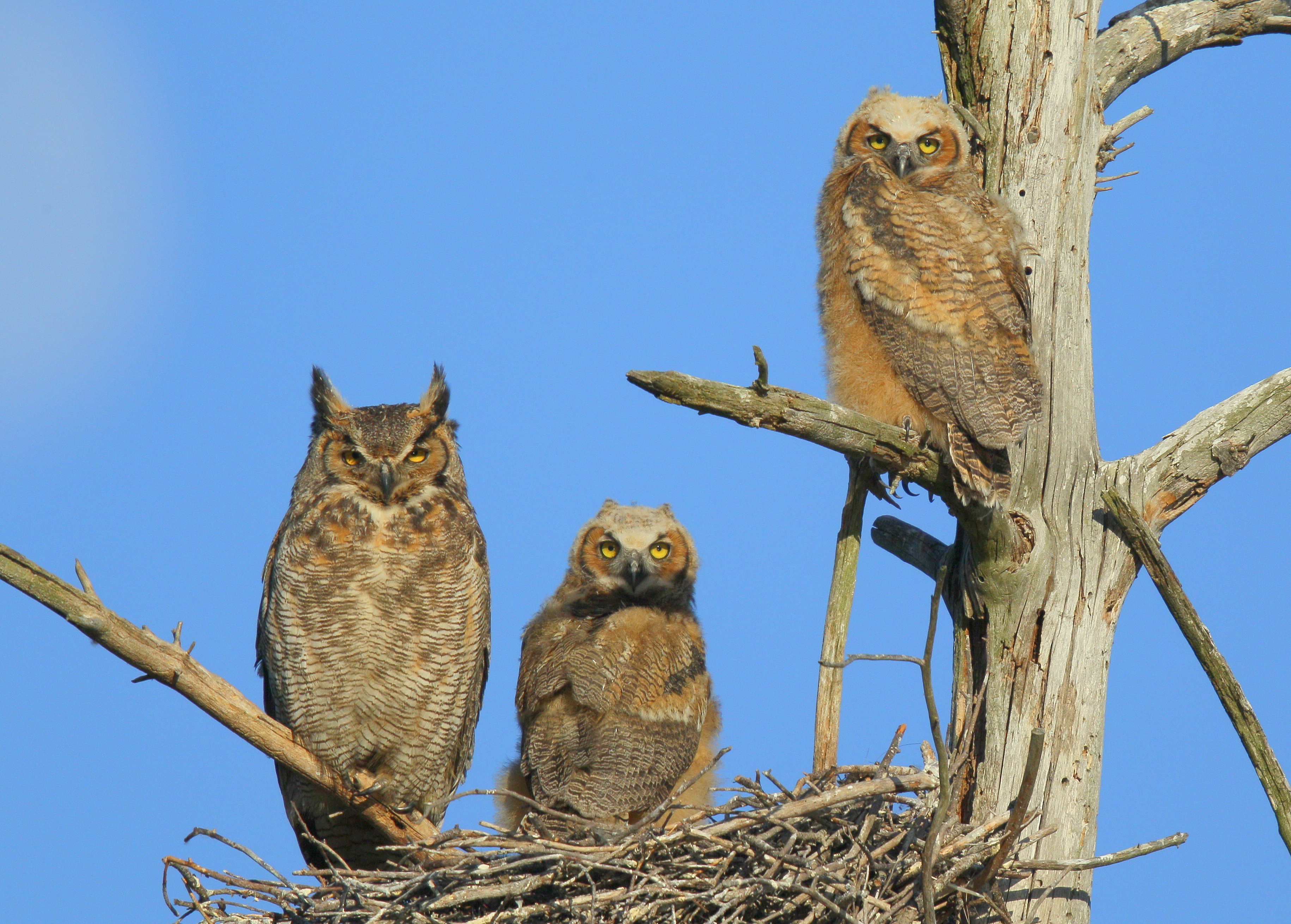 Great Horned Owl & Owlets starting to branch out!