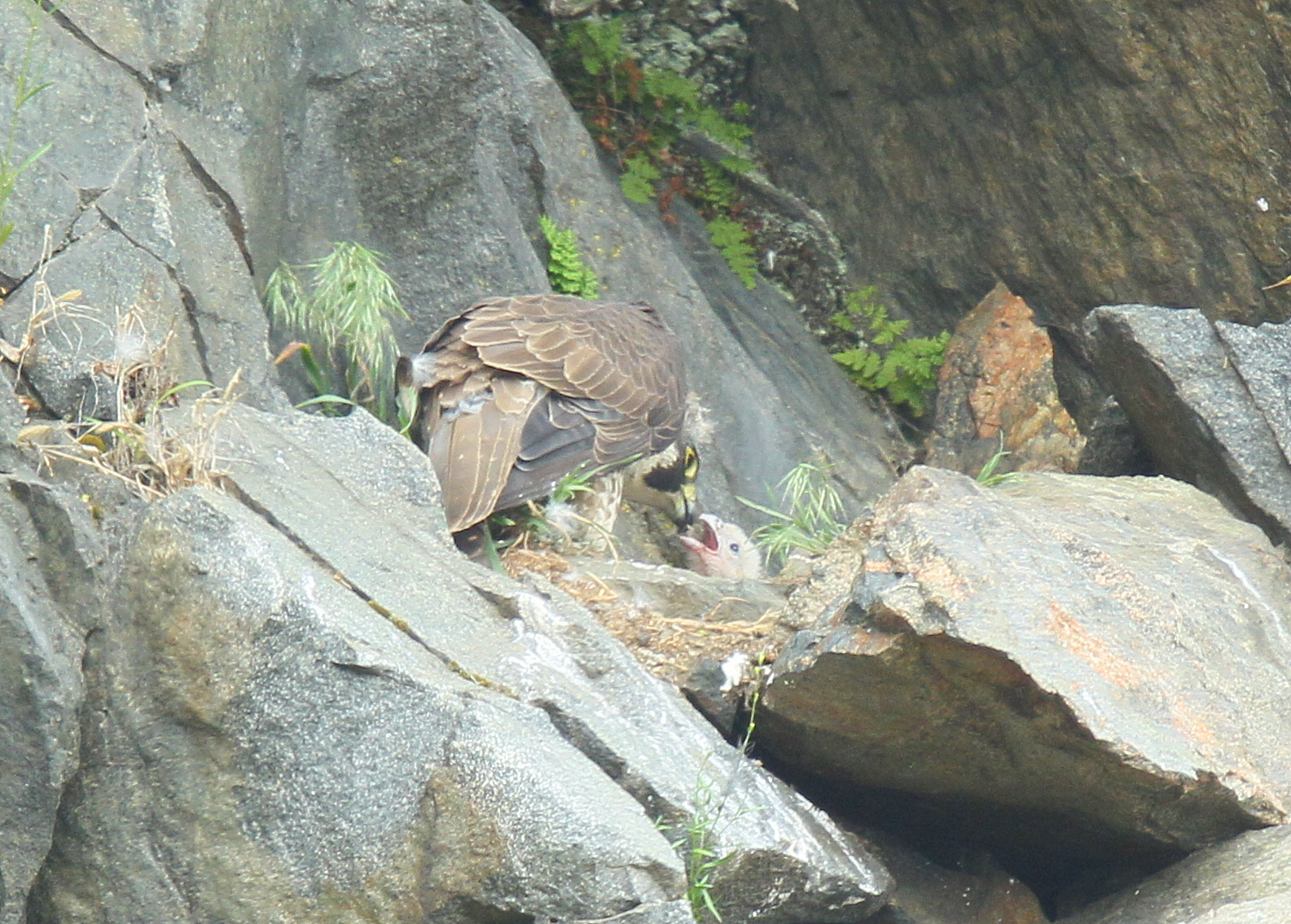 Peregrine Falcon, female feeding chick