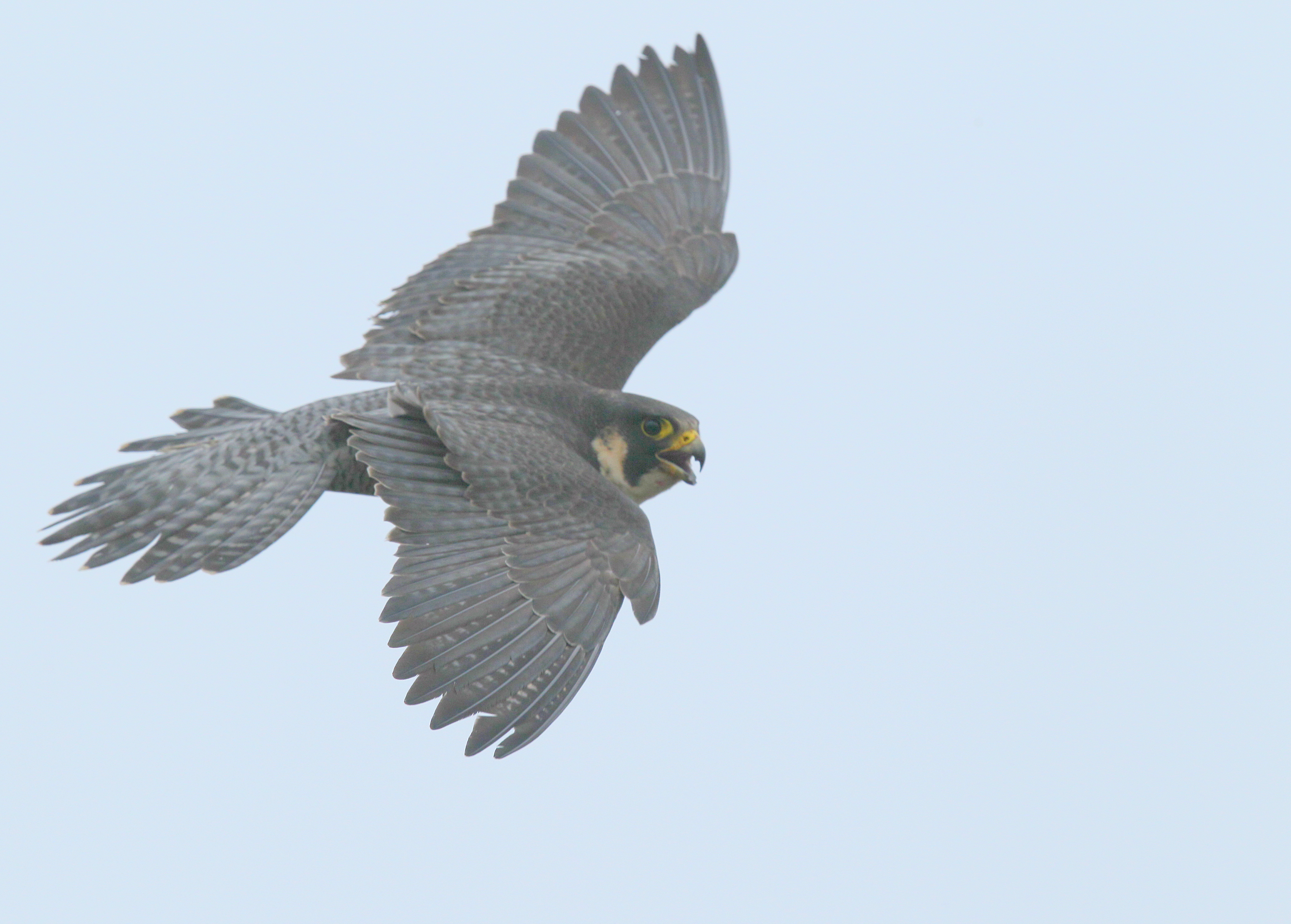 Peregrine Falcon in flight!