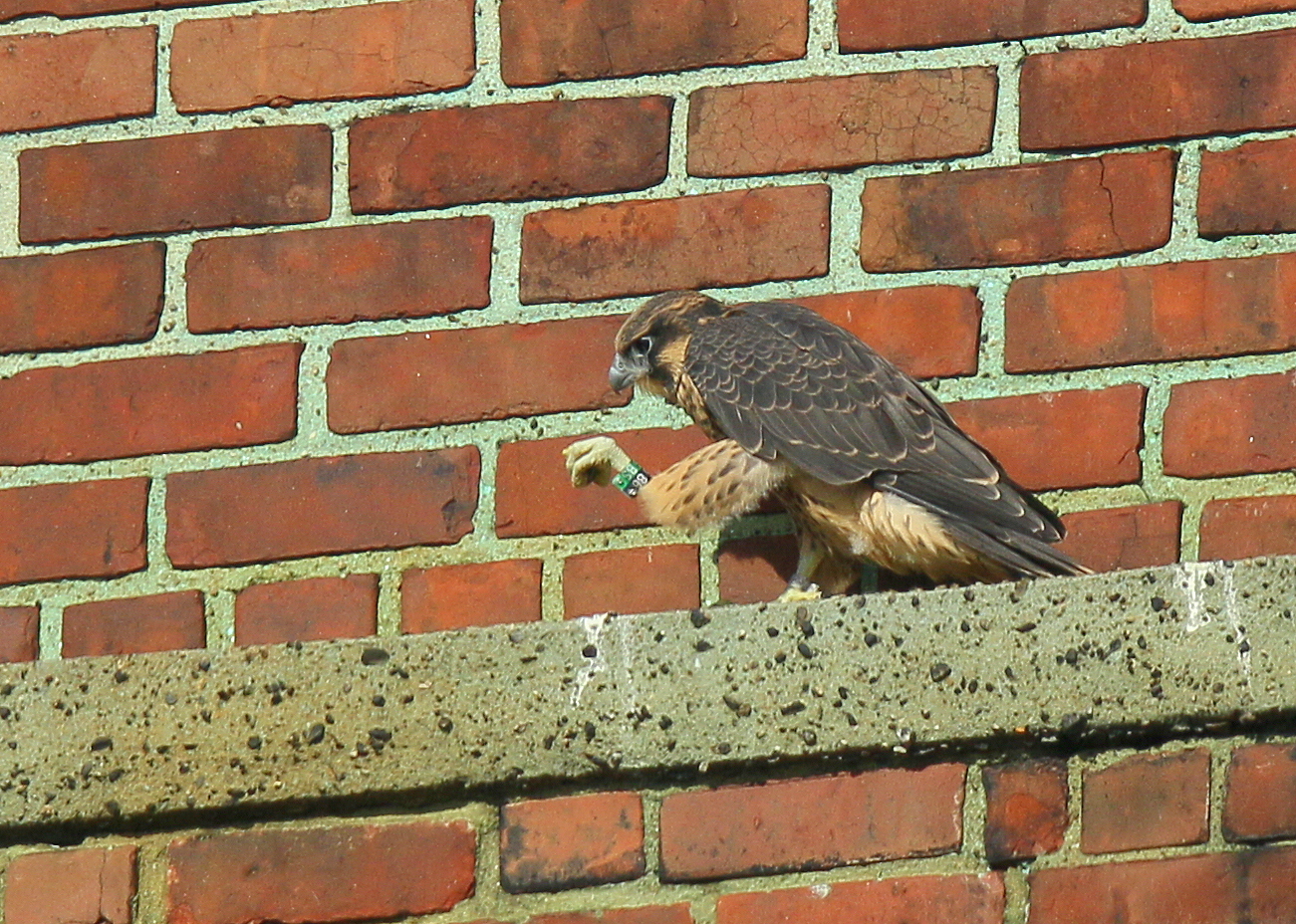 Peregrine Falcon, fledgling with leg bands 86/BS