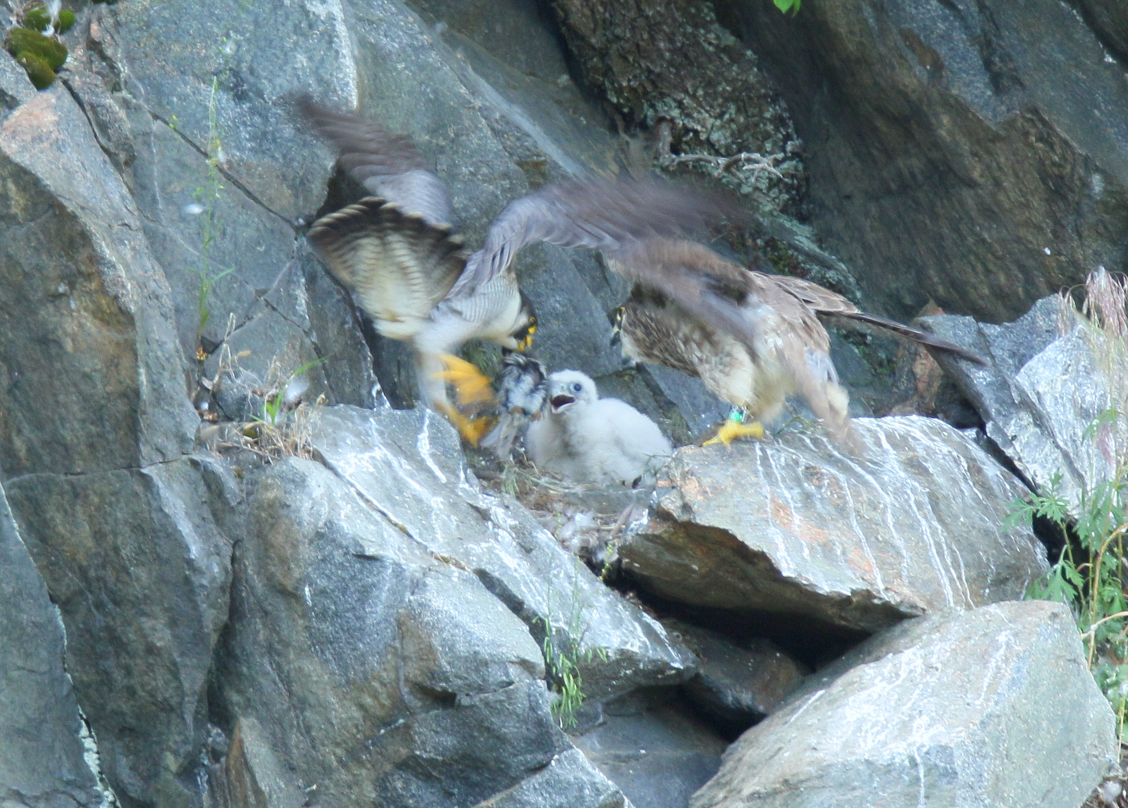 Peregrine Falcon chick ready for dinner!