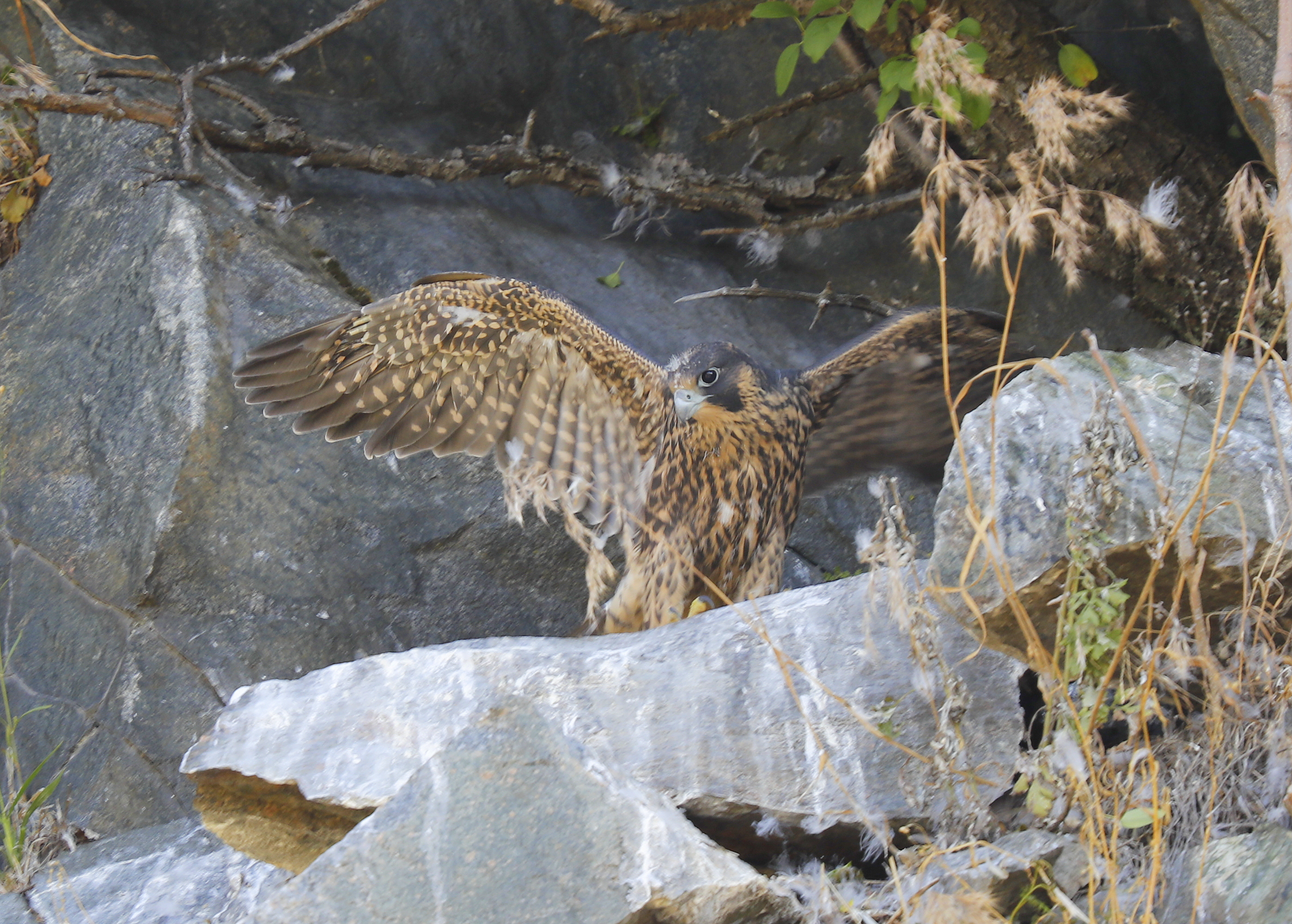 Peregrine Falcon chick preparing to fledge