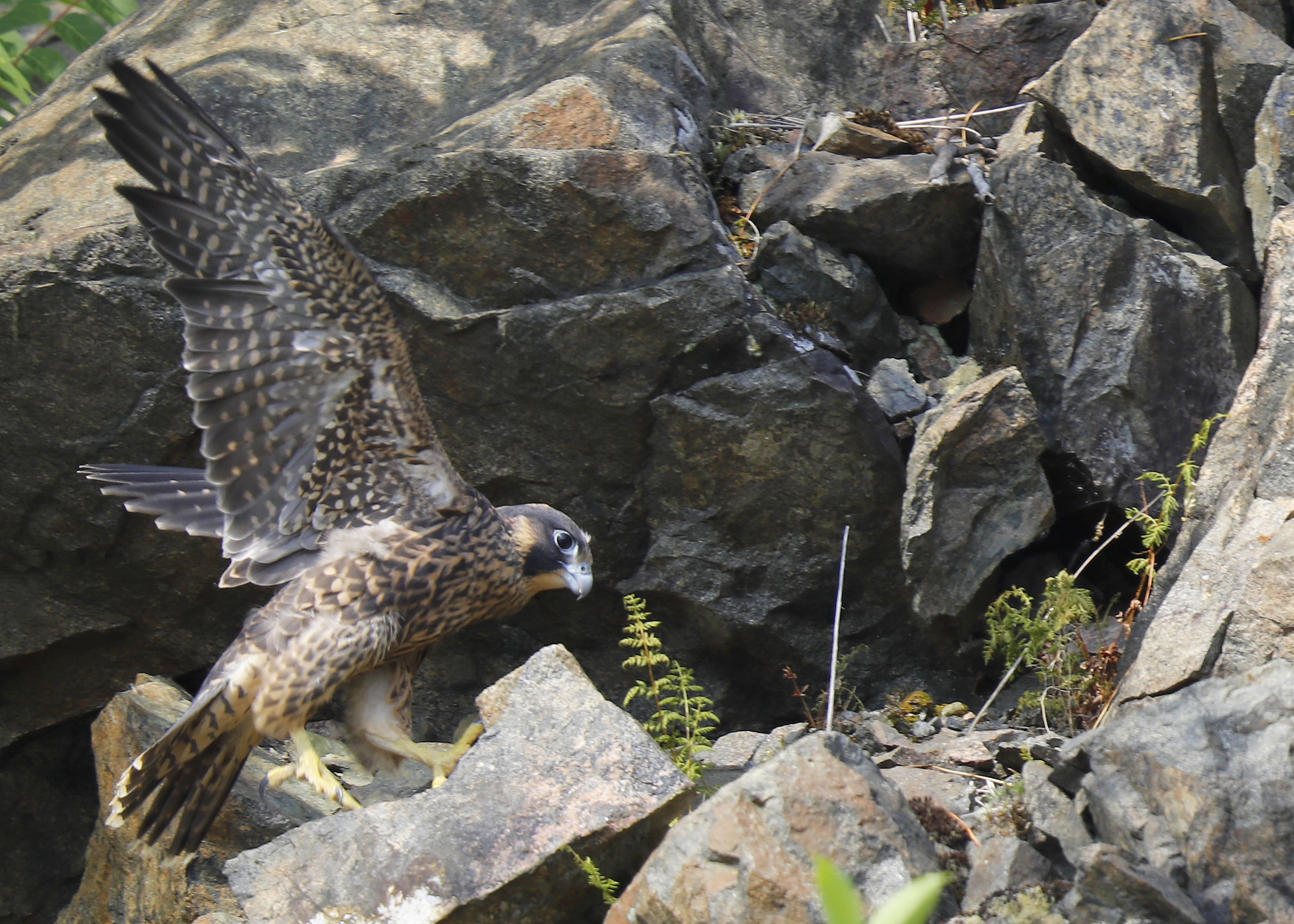Peregrine Falcon fledgling