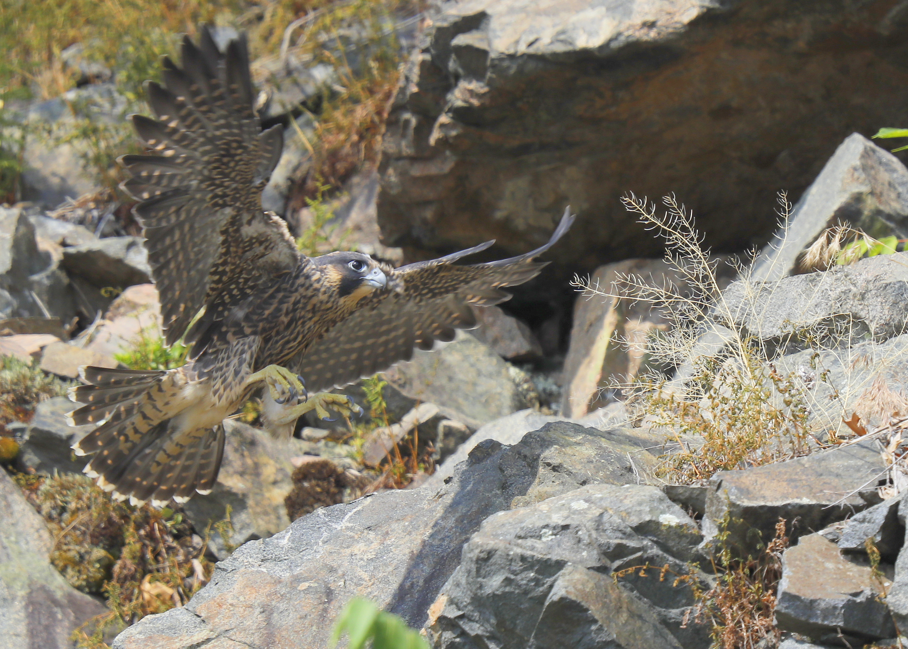 Peregrine Falcon fledgling