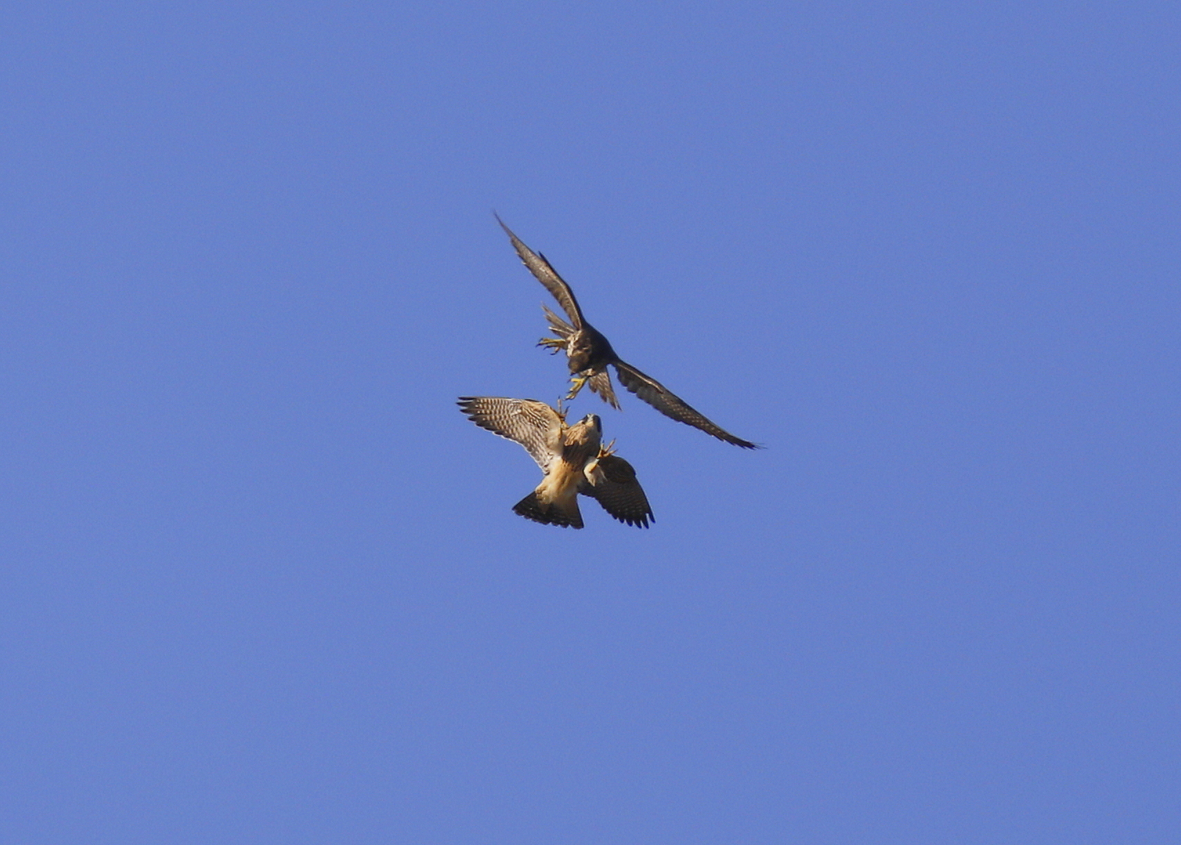 Peregrine Falcon fledglings in mock combat