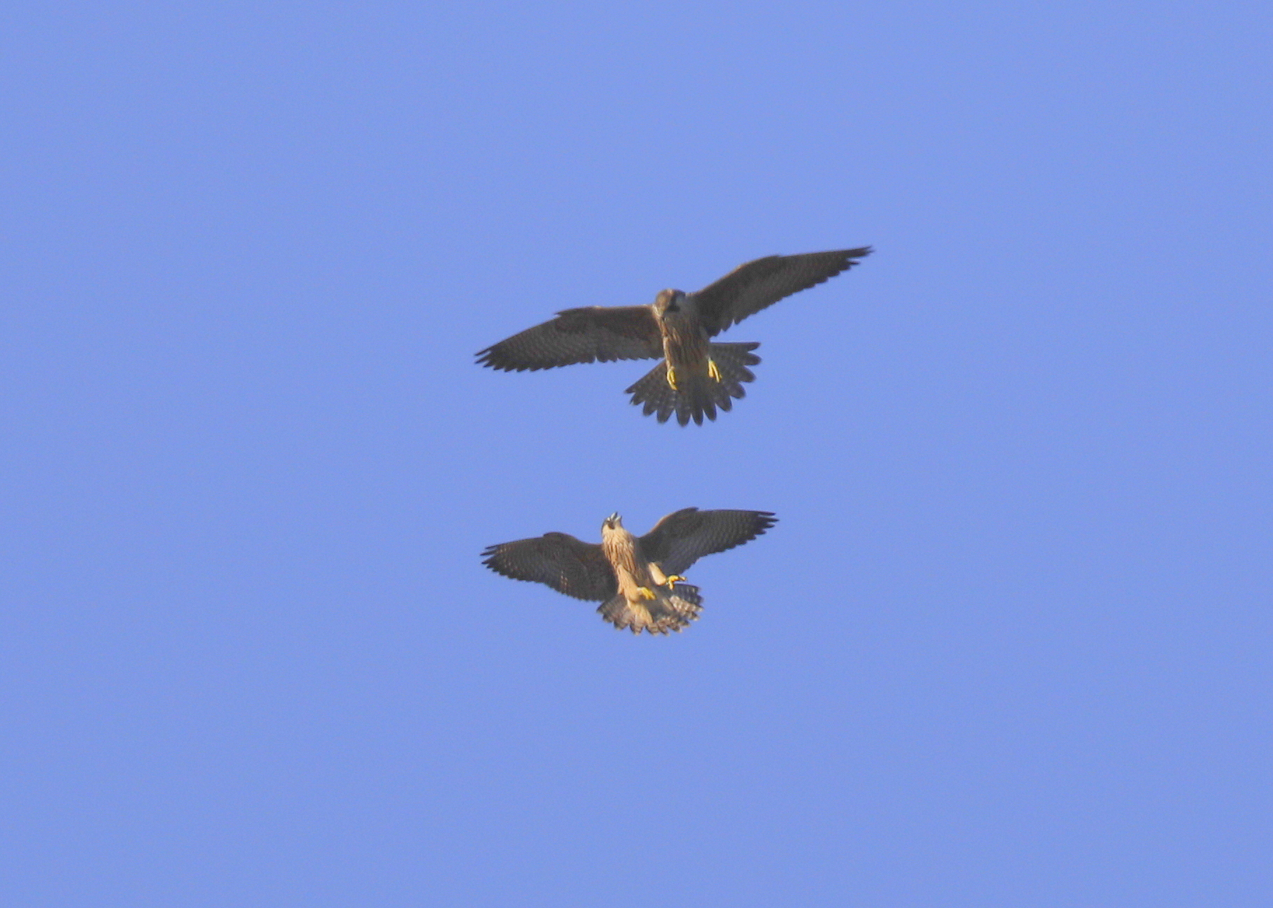 Peregrine Falcon fledglings in mock combat