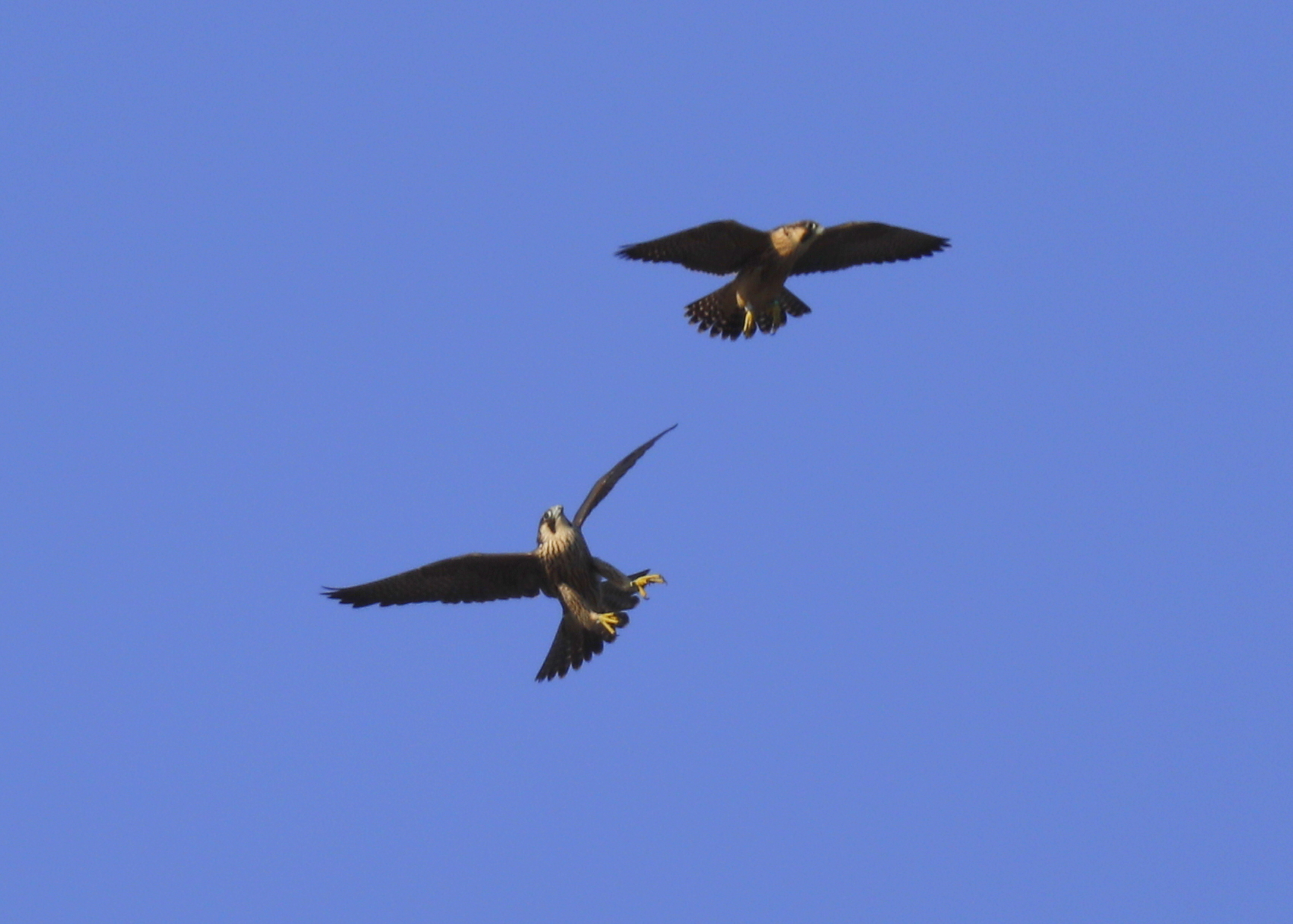 Peregrine Falcon fledglings in mock combat
