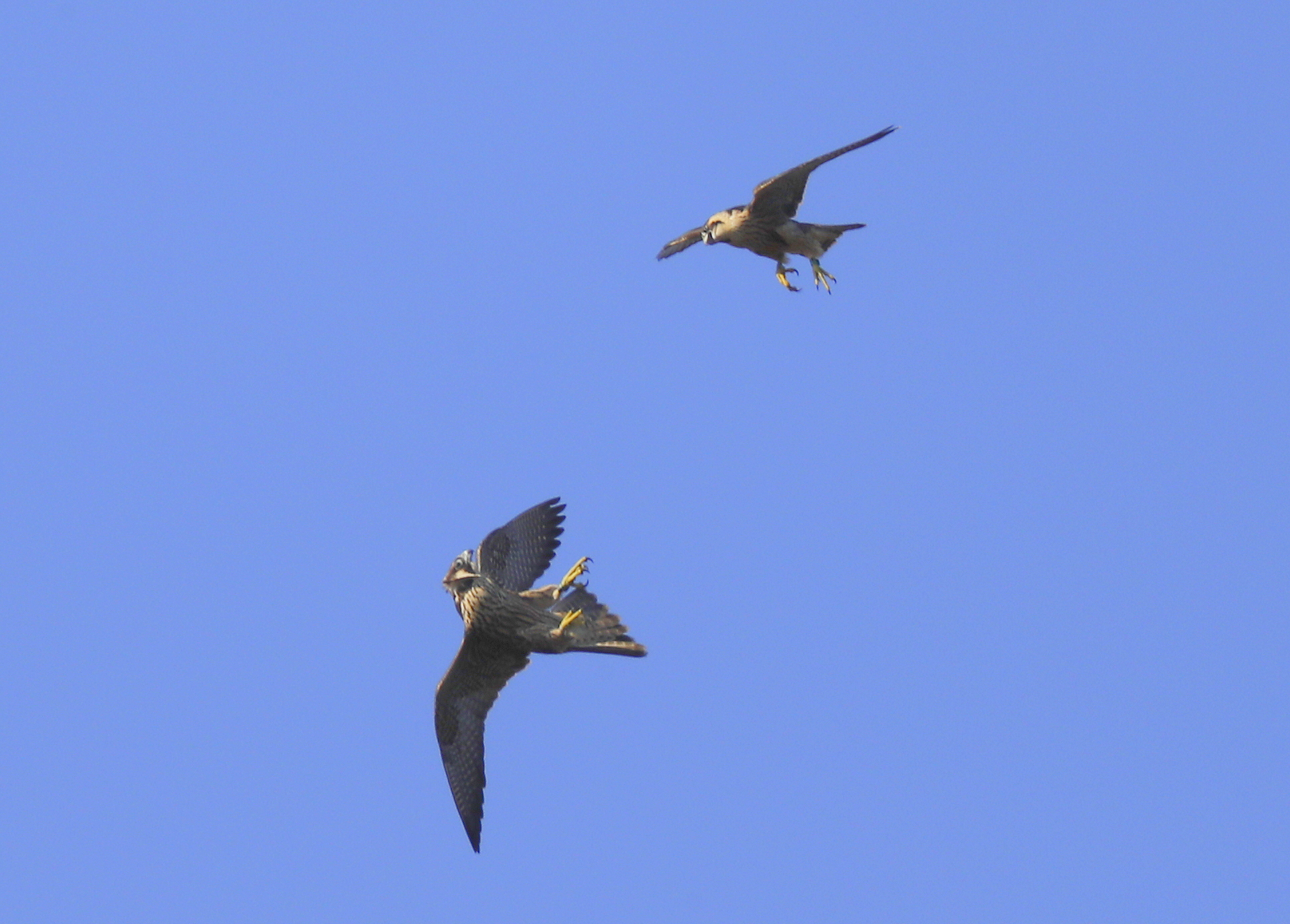 Peregrine Falcon fledglings in mock combat