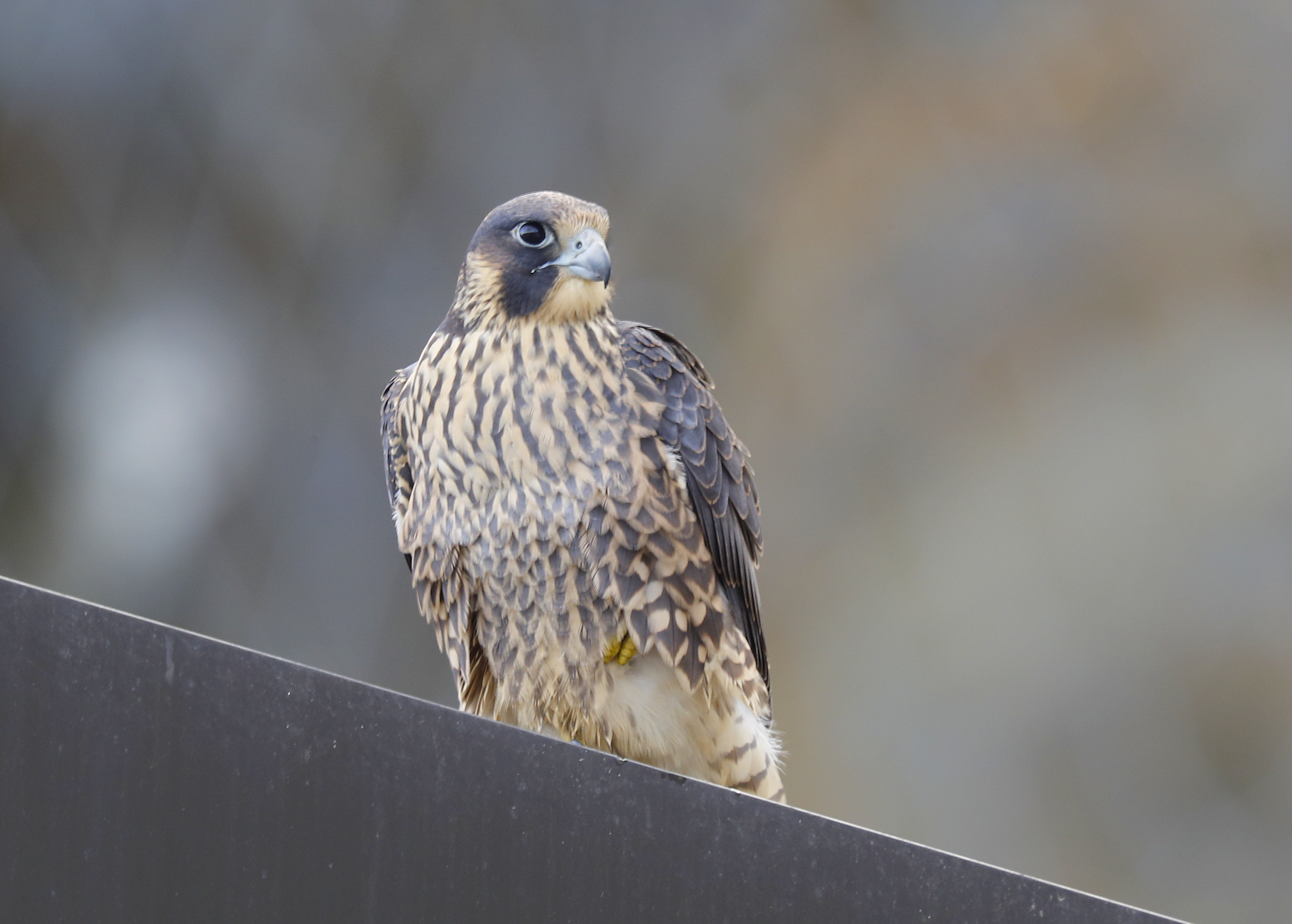 Peregrine Falcon HY16 fledgling