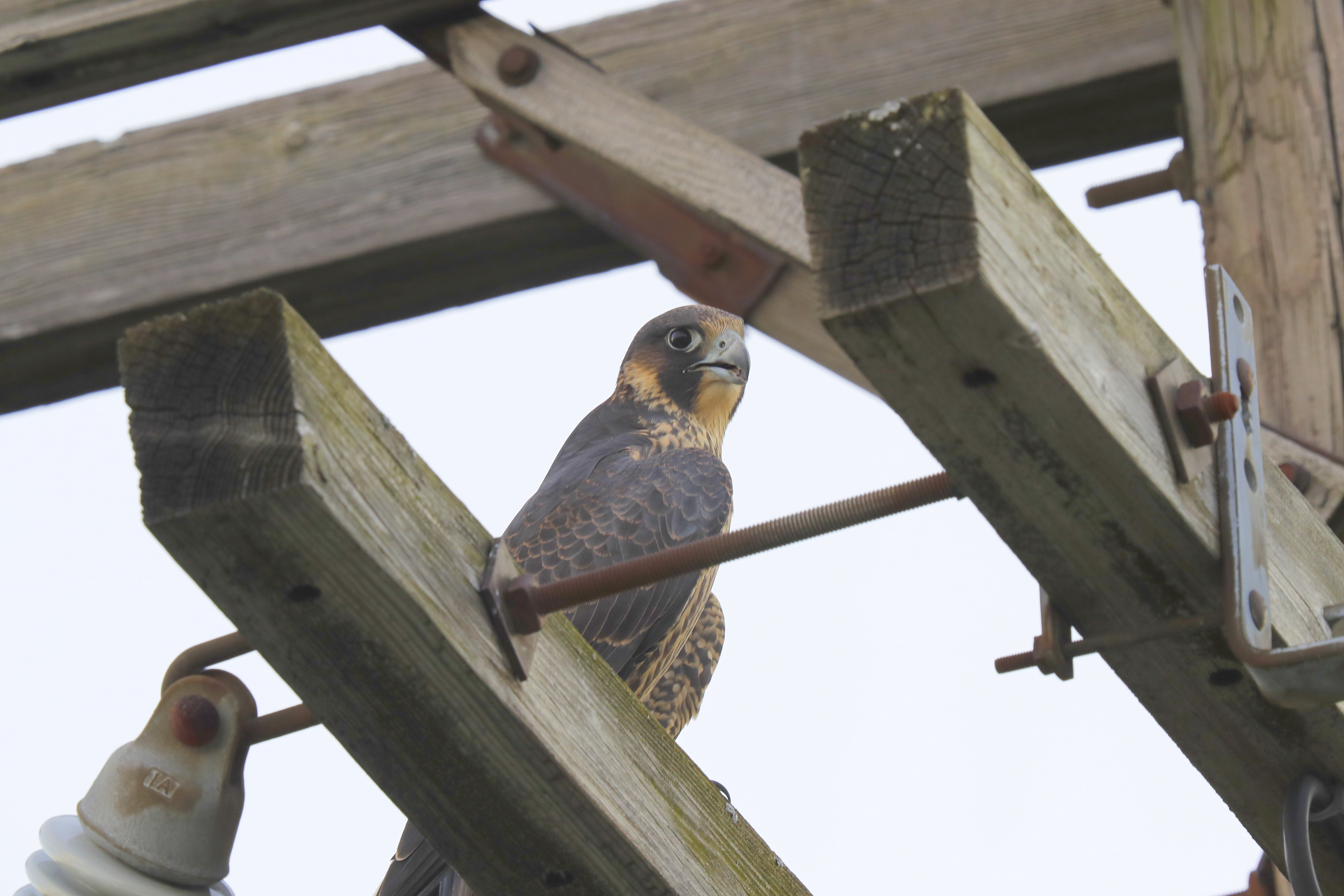 Peregrine Falcon HY16 fledgling
