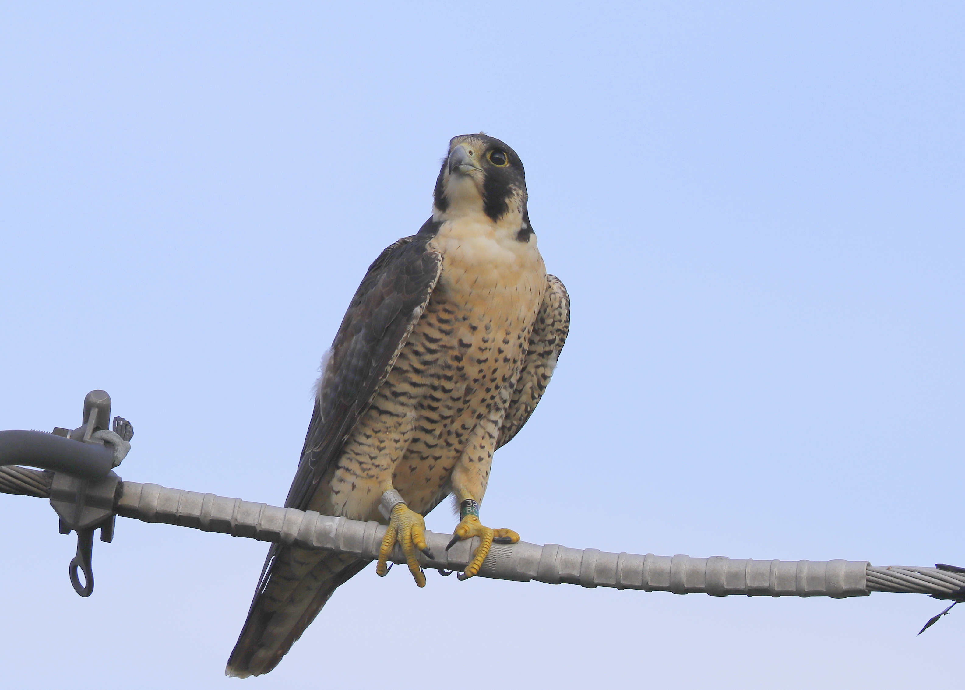 Peregrine Falcon, female, leg band (32/BC)