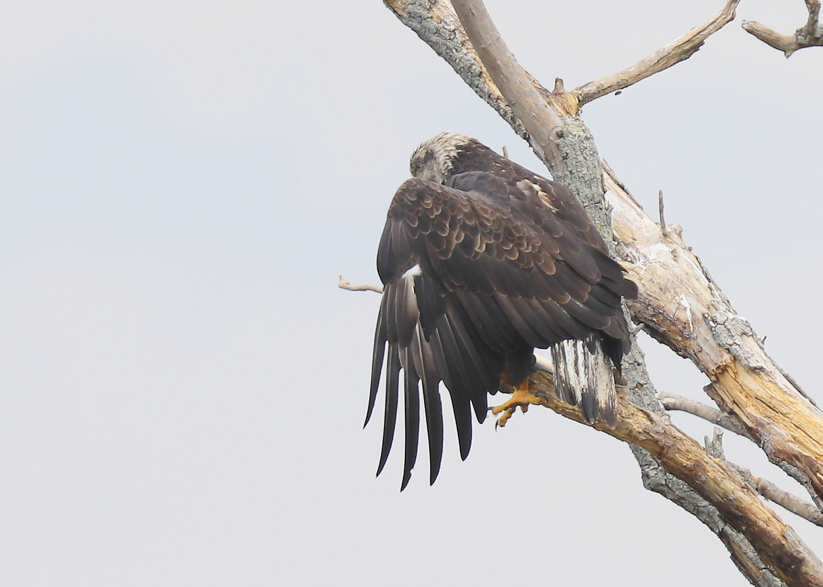 Bald Eagle, 4th year (orange left leg band)