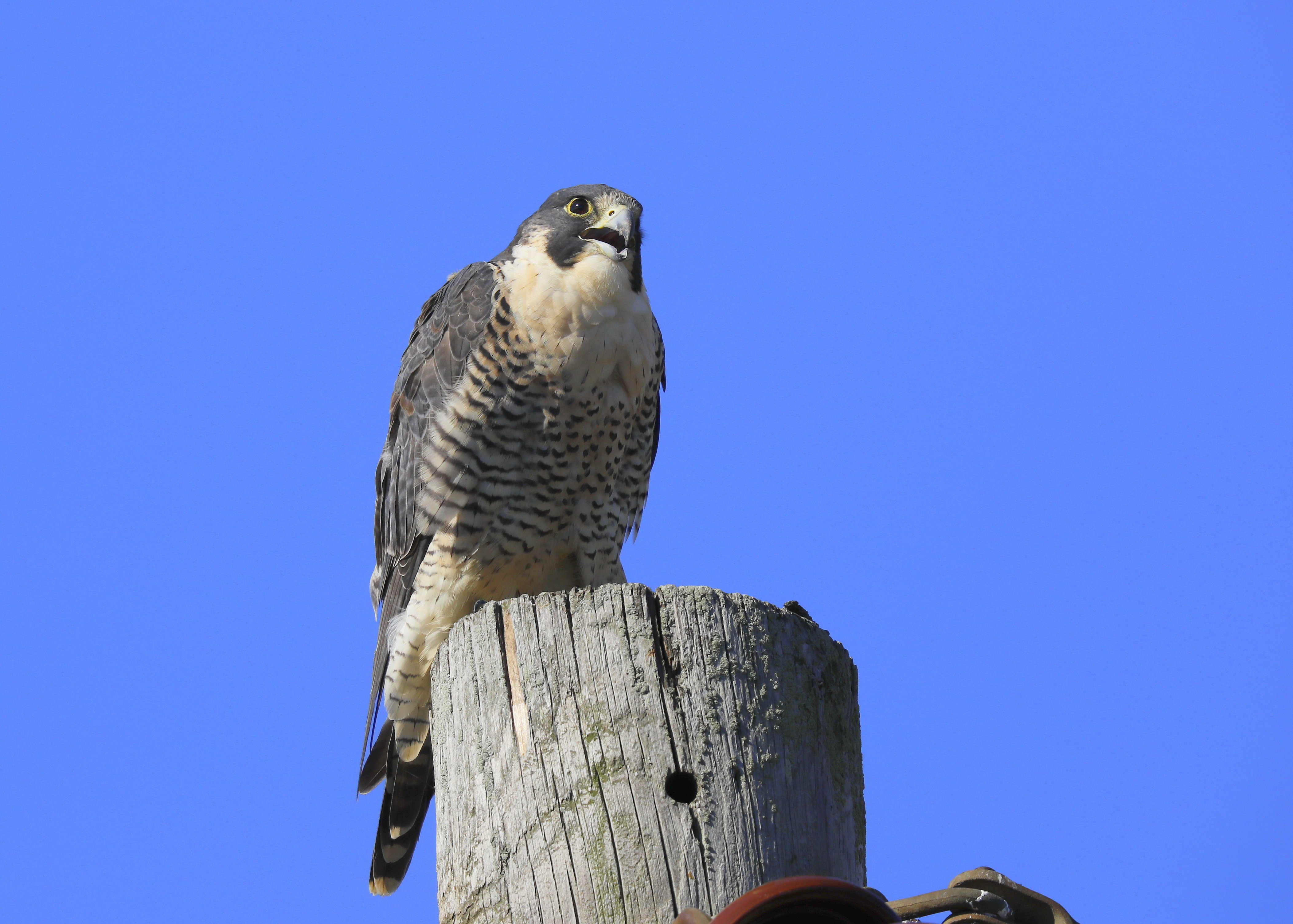 Peregrine Falcon, female