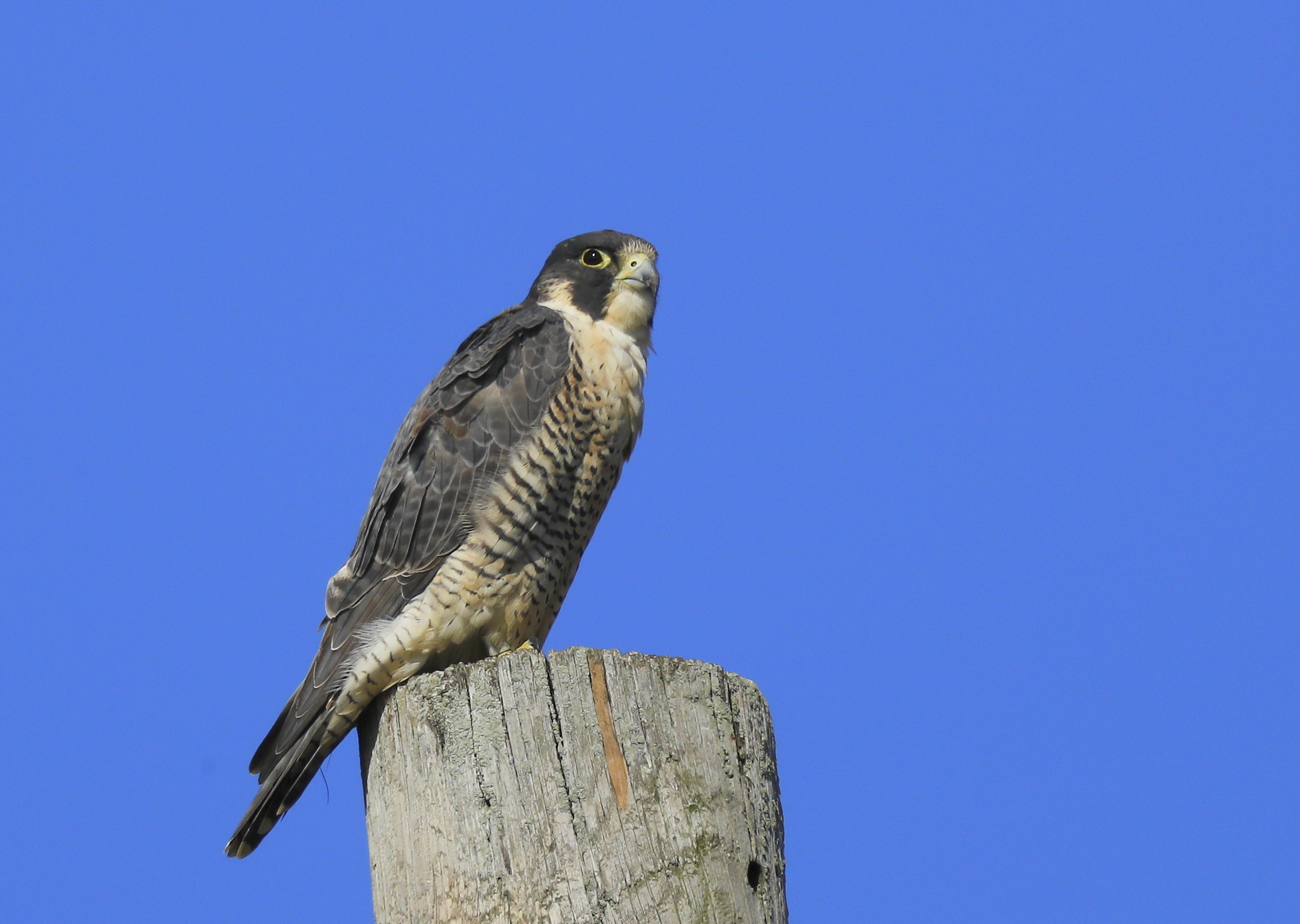 Peregrine Falcon, female