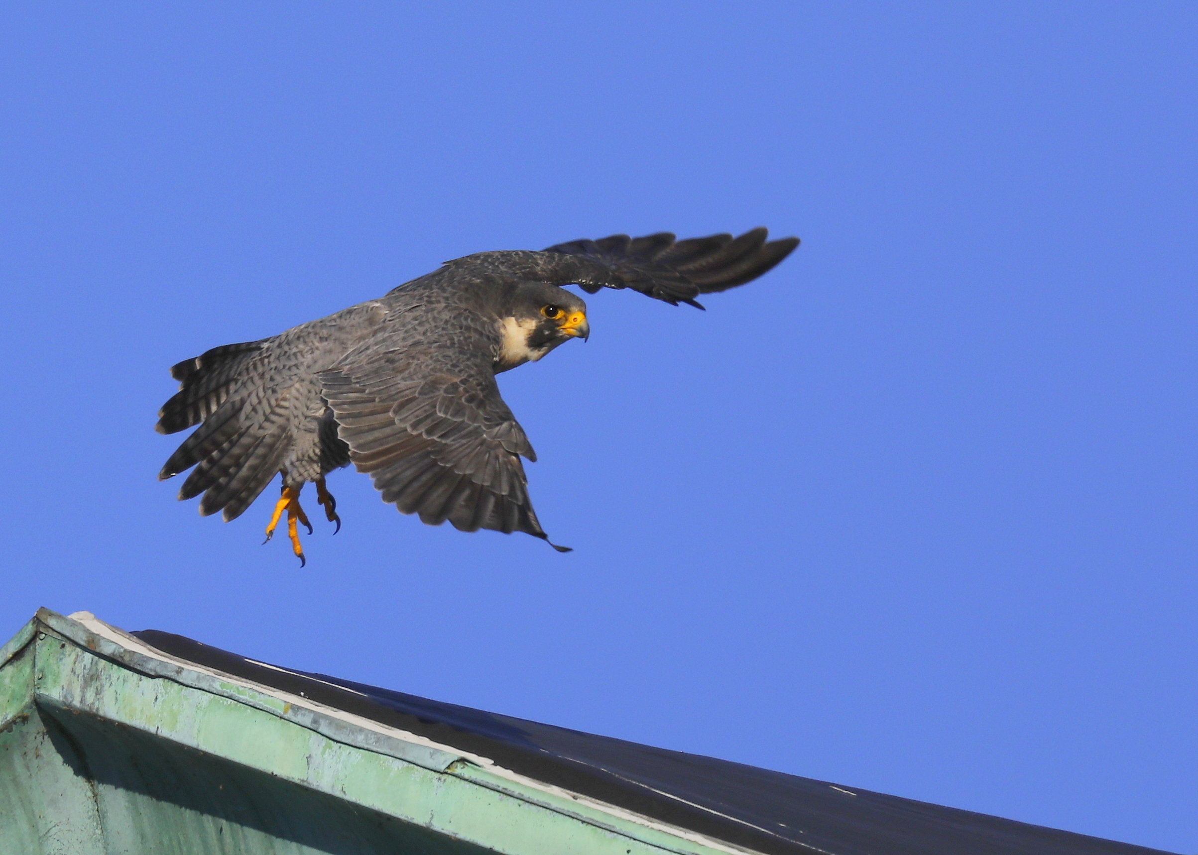 Peregrine Falcon, male: leg band 6/4 