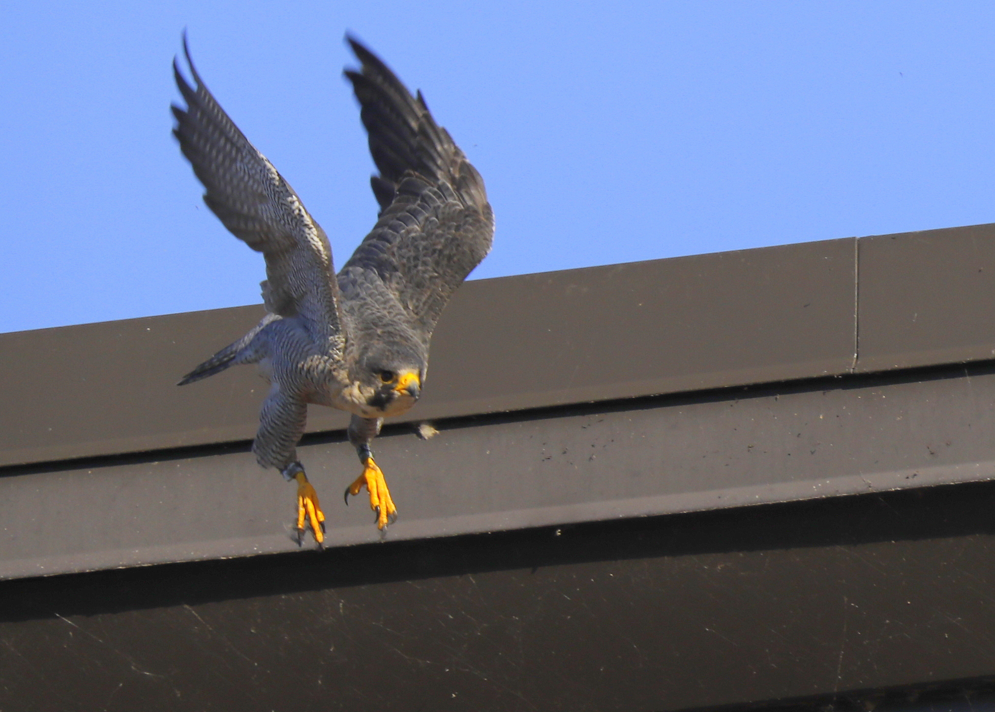 Peregrine Falcon, male: leg band 6/4 