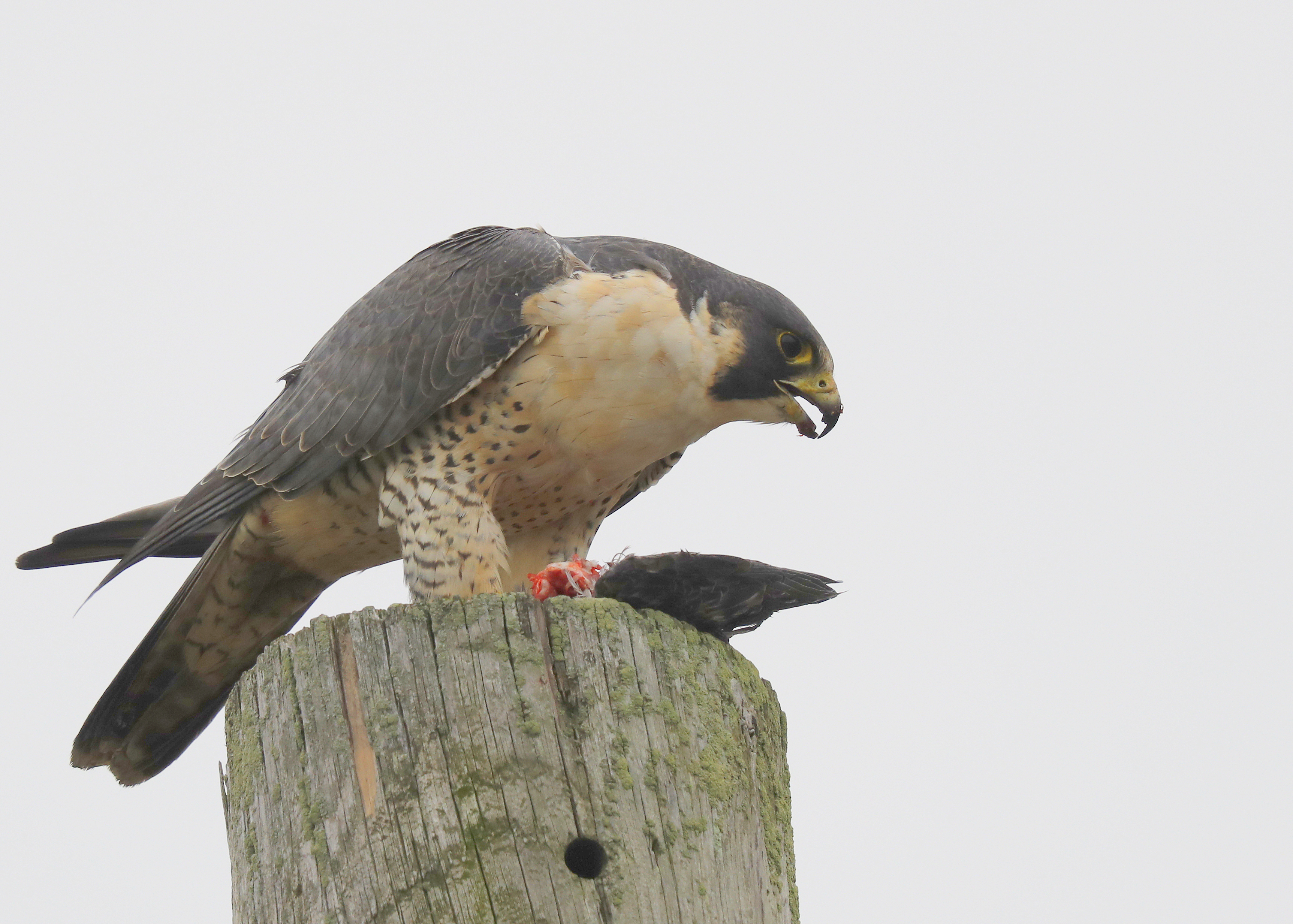 Peregrine Falcon: unbanded adult