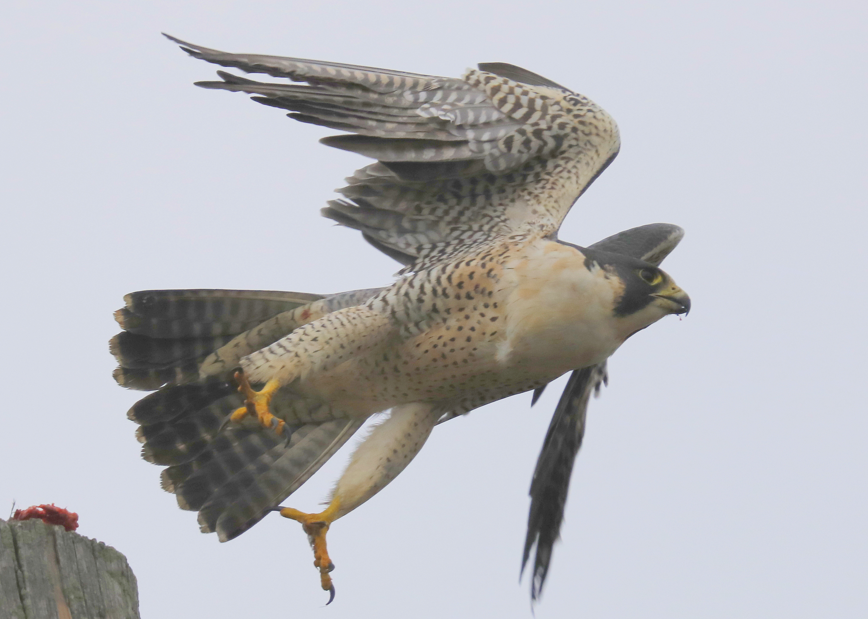 Peregrine Falcon: unbanded adult