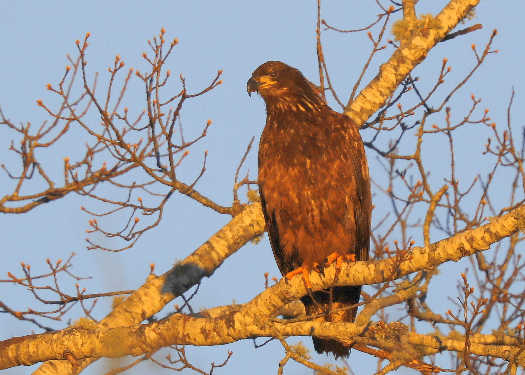 Bald Eagle, first year juvenile