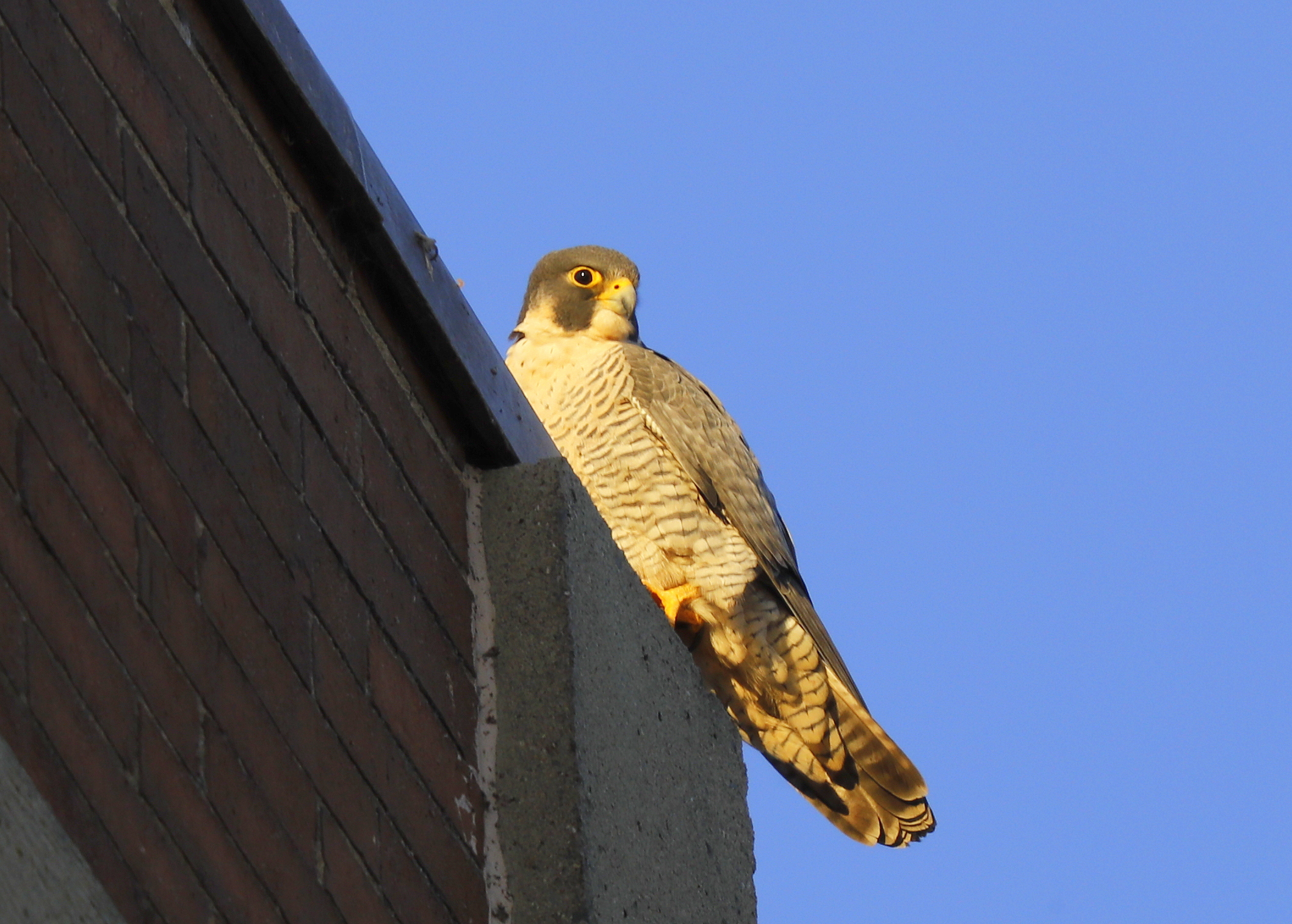 Peregrine Falcon, unbanded female