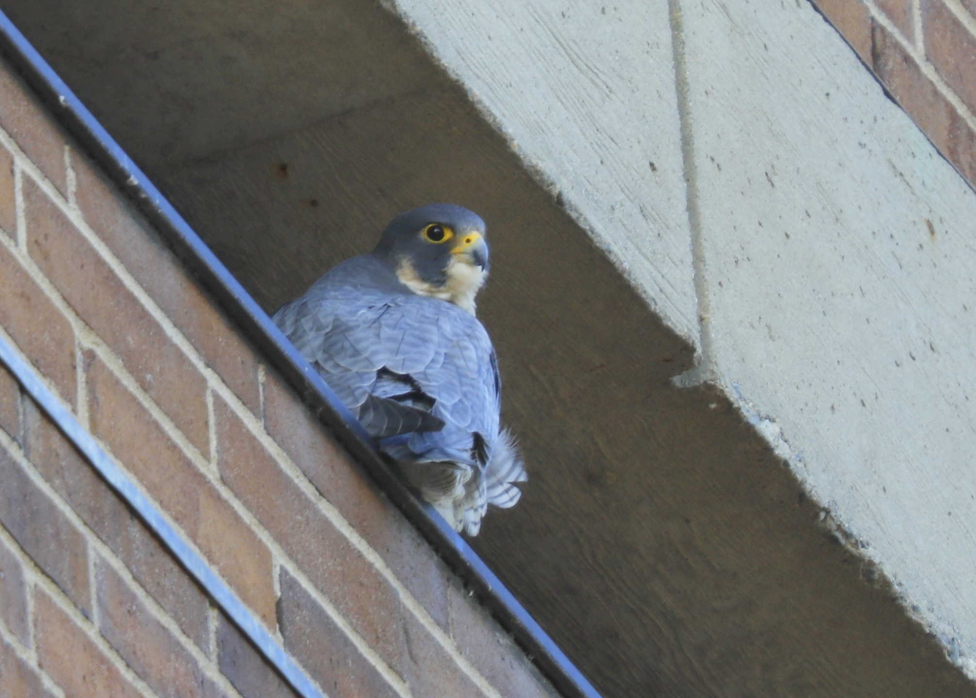 Peregrine Falcon, unbanded female