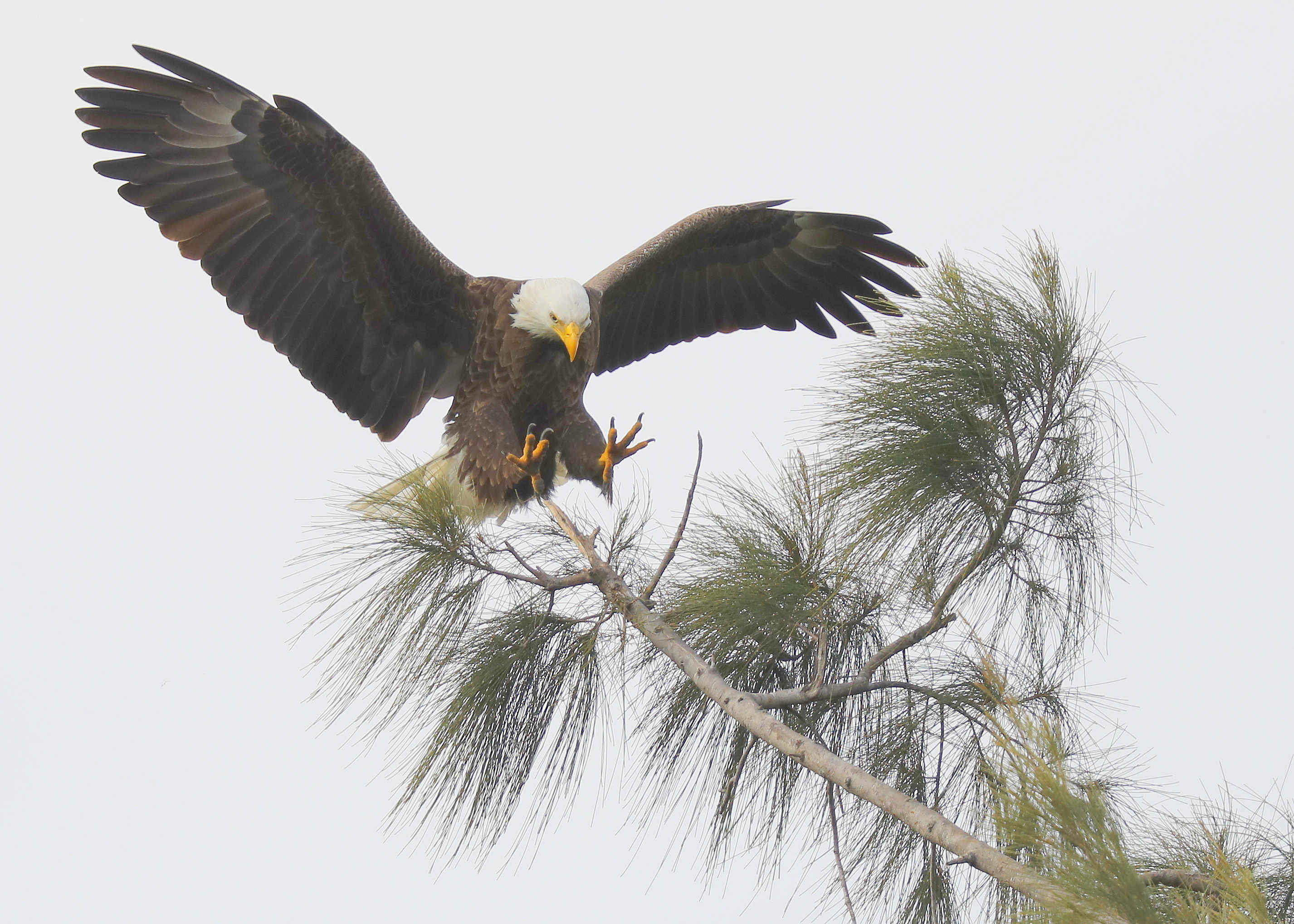 Bald Eagle