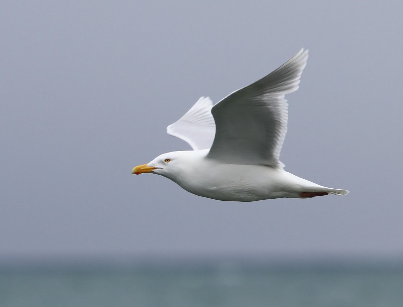 Grote Burgemeester - Glaucous Gull