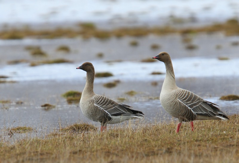 Kleine Rietganzen - Pink-footed Geese