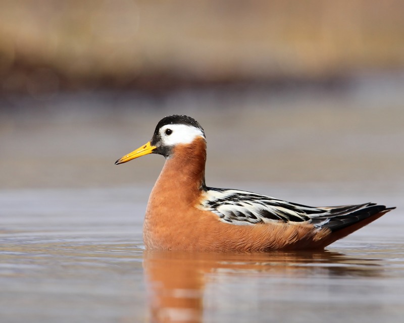 Rosse Franjepoot - Red Phalarope