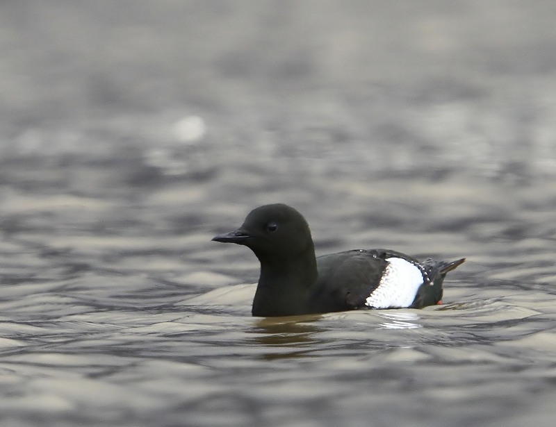 Zwarte Zeekoet - Black Guillemot