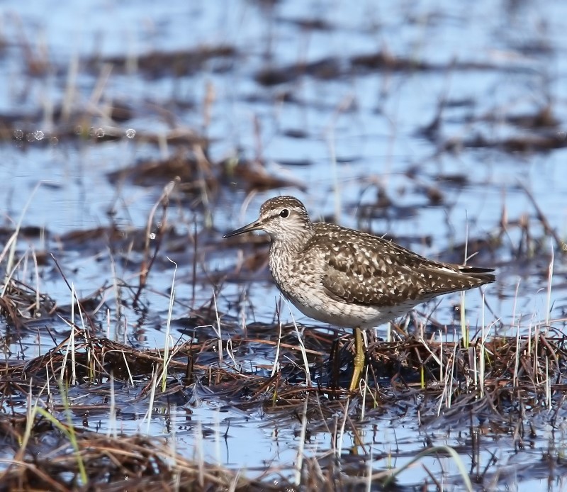 Bosruiter - Wood Sandpiper