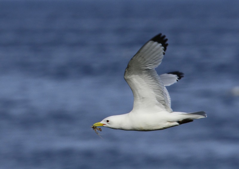 Drieteenmeeuw - Black-legged Kittiwake